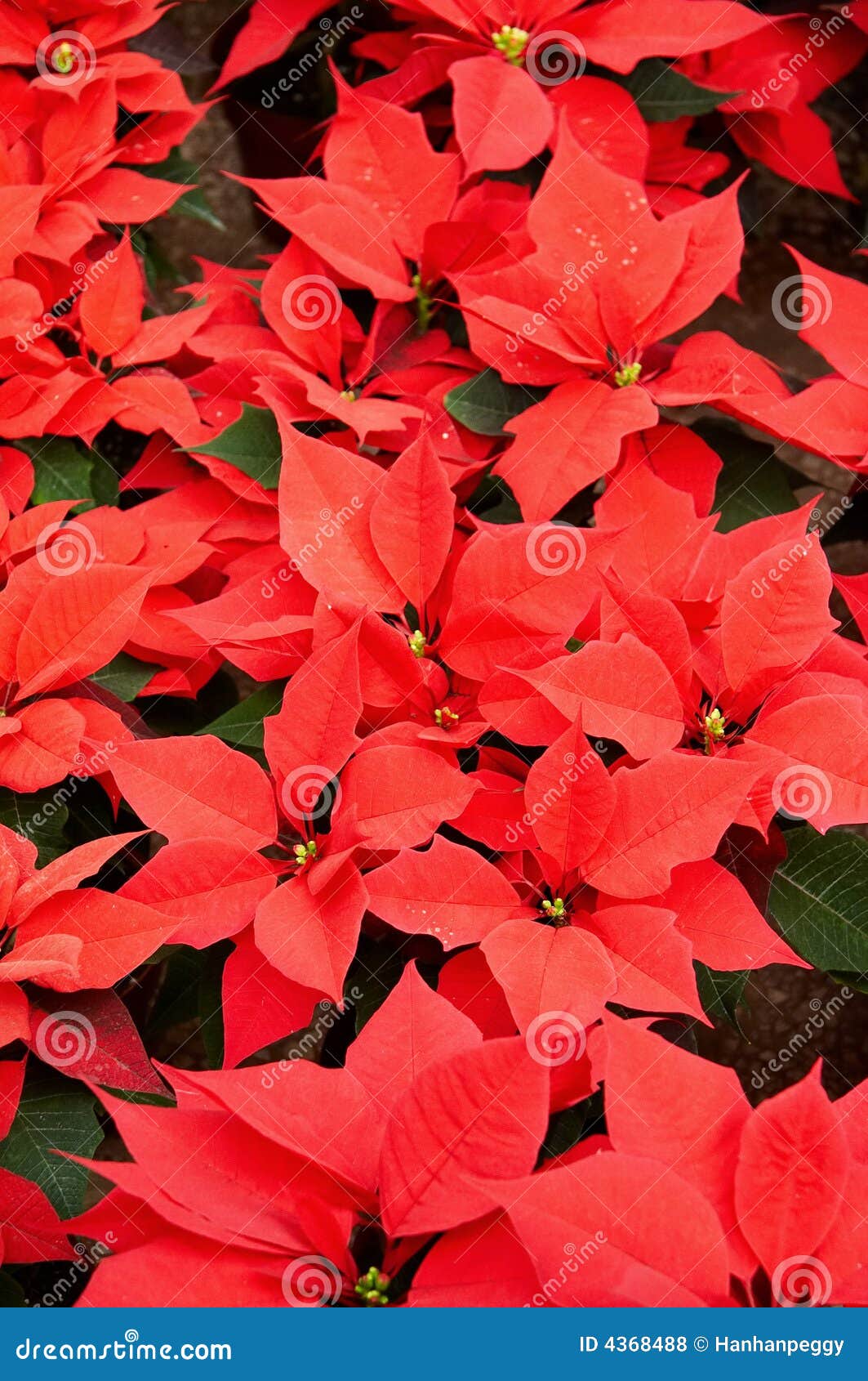 Poinsettia Flowers Background Stock Photo - Image of poinsettas