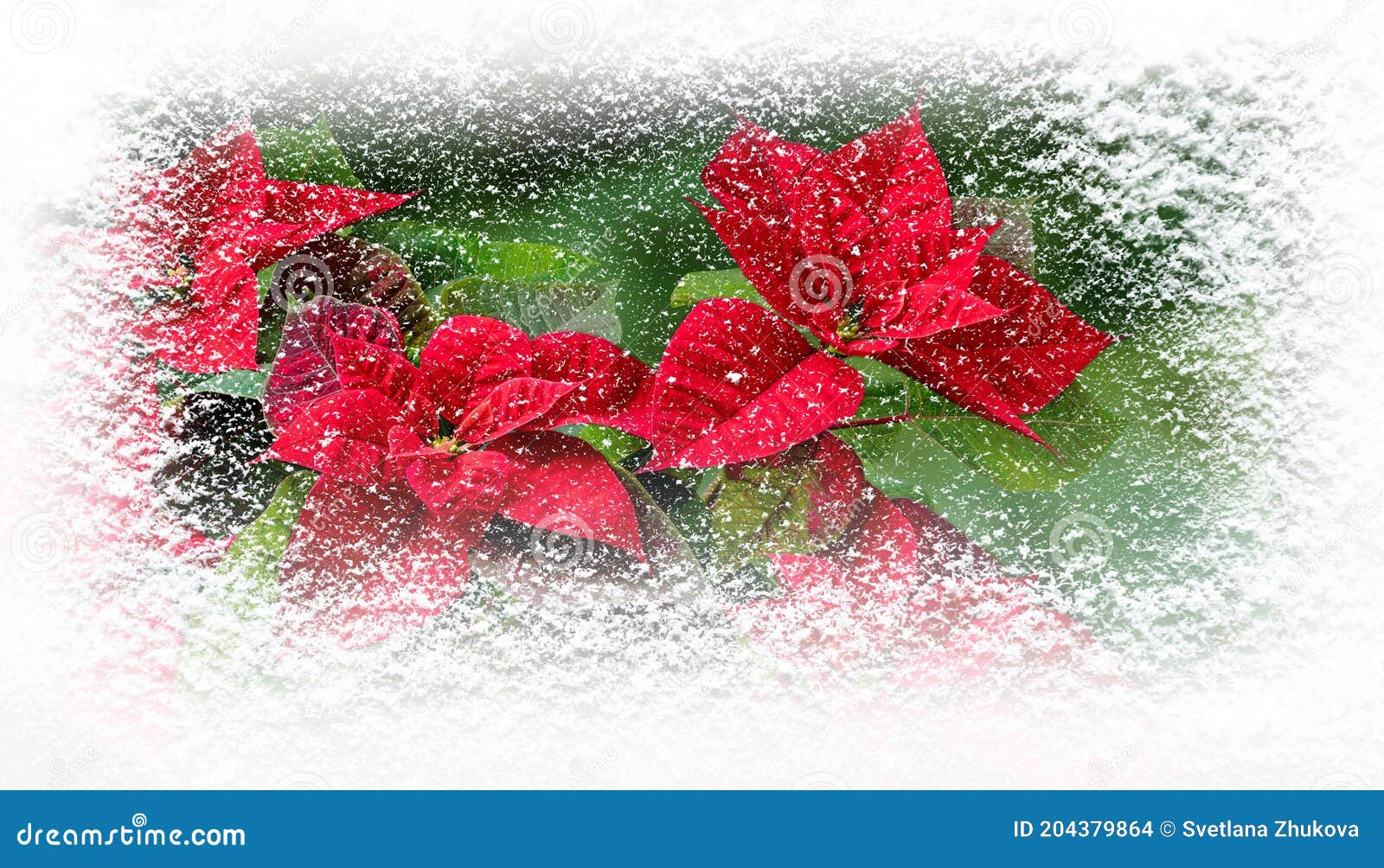 poinsettia flowers or flor de pascua in winter covered with snowfall greating card