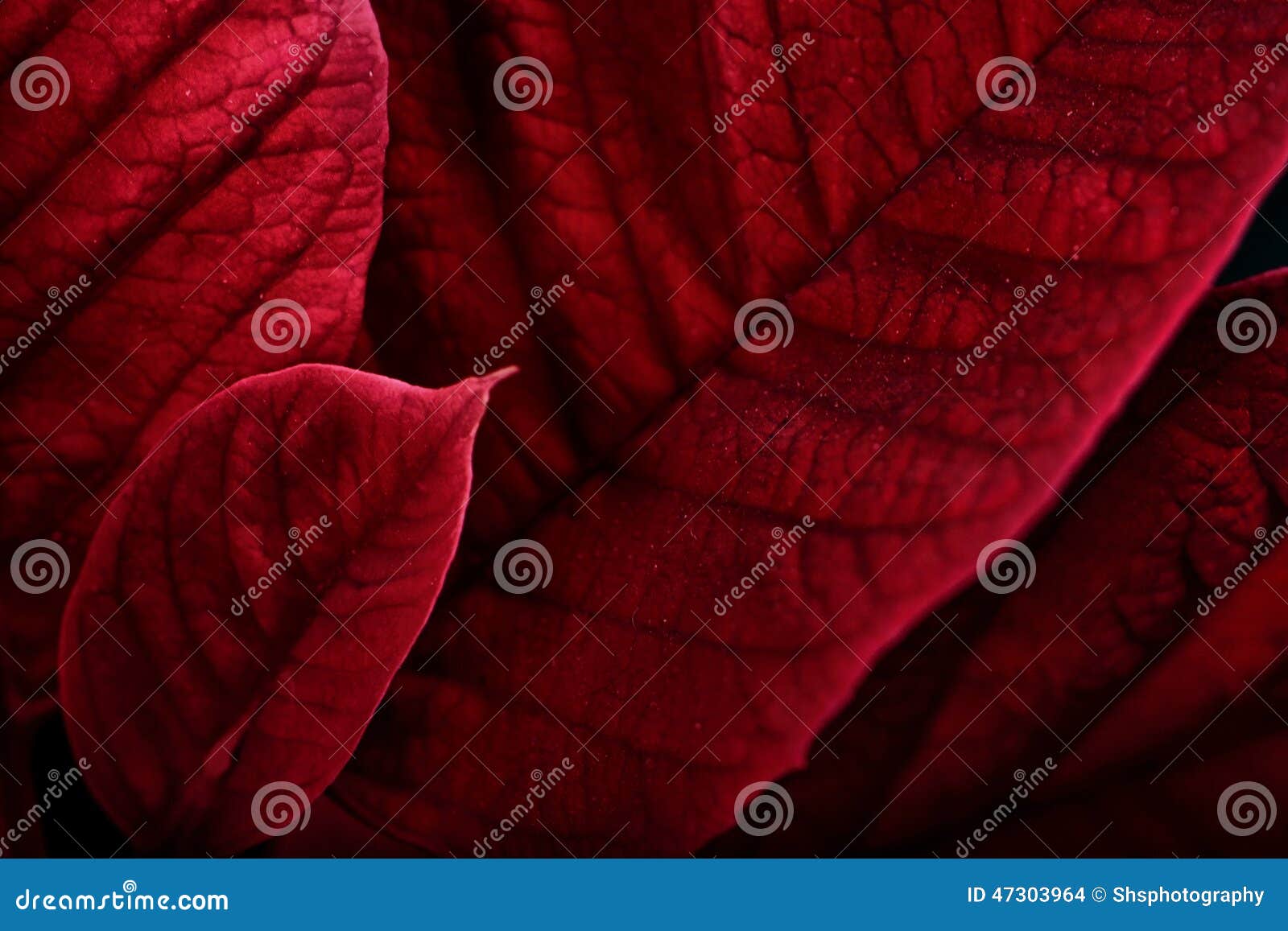 poinsettia leaves macro