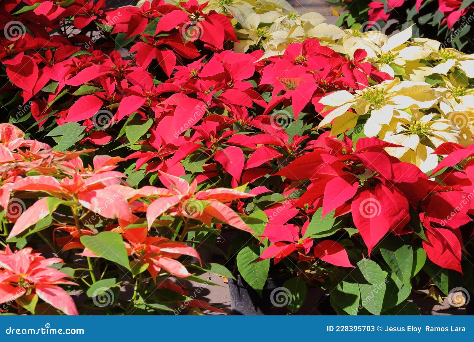noche buena or poinsettia flowers in tlaxcala city.  i