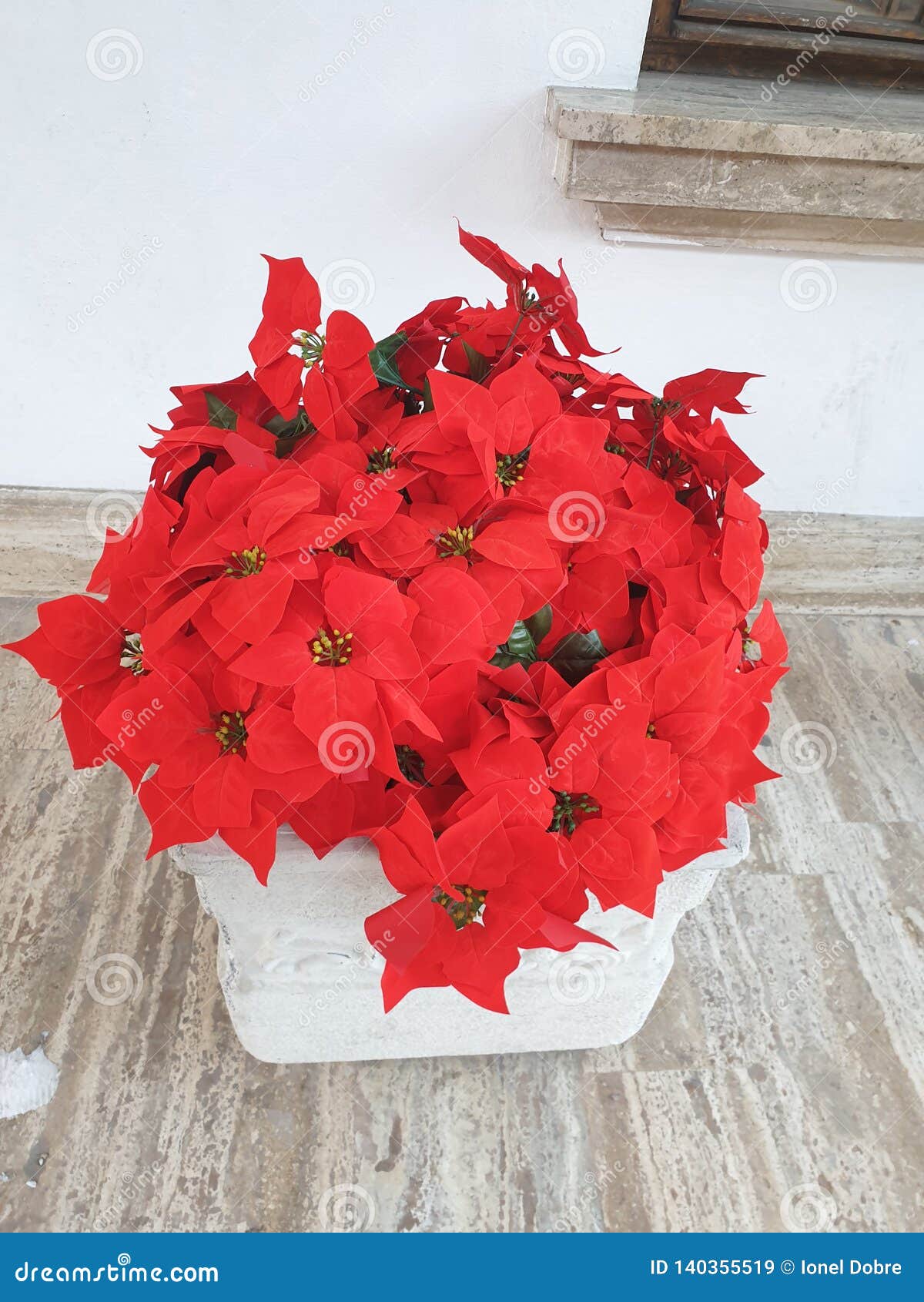 poinsettia - red, beutifull flowers