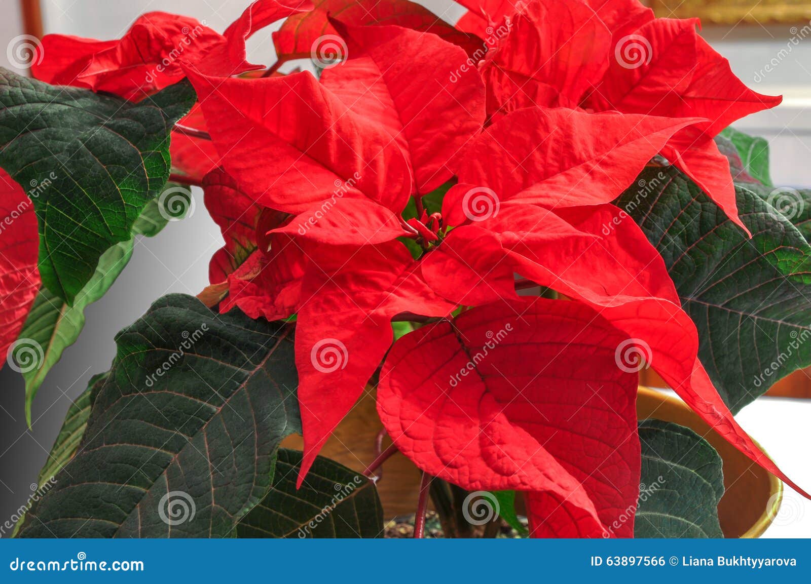 Poinsettia Rouge Lumineuse Fleur Traditionnelle De Noël Photo stock - Image  du fleur, beau: 63897566