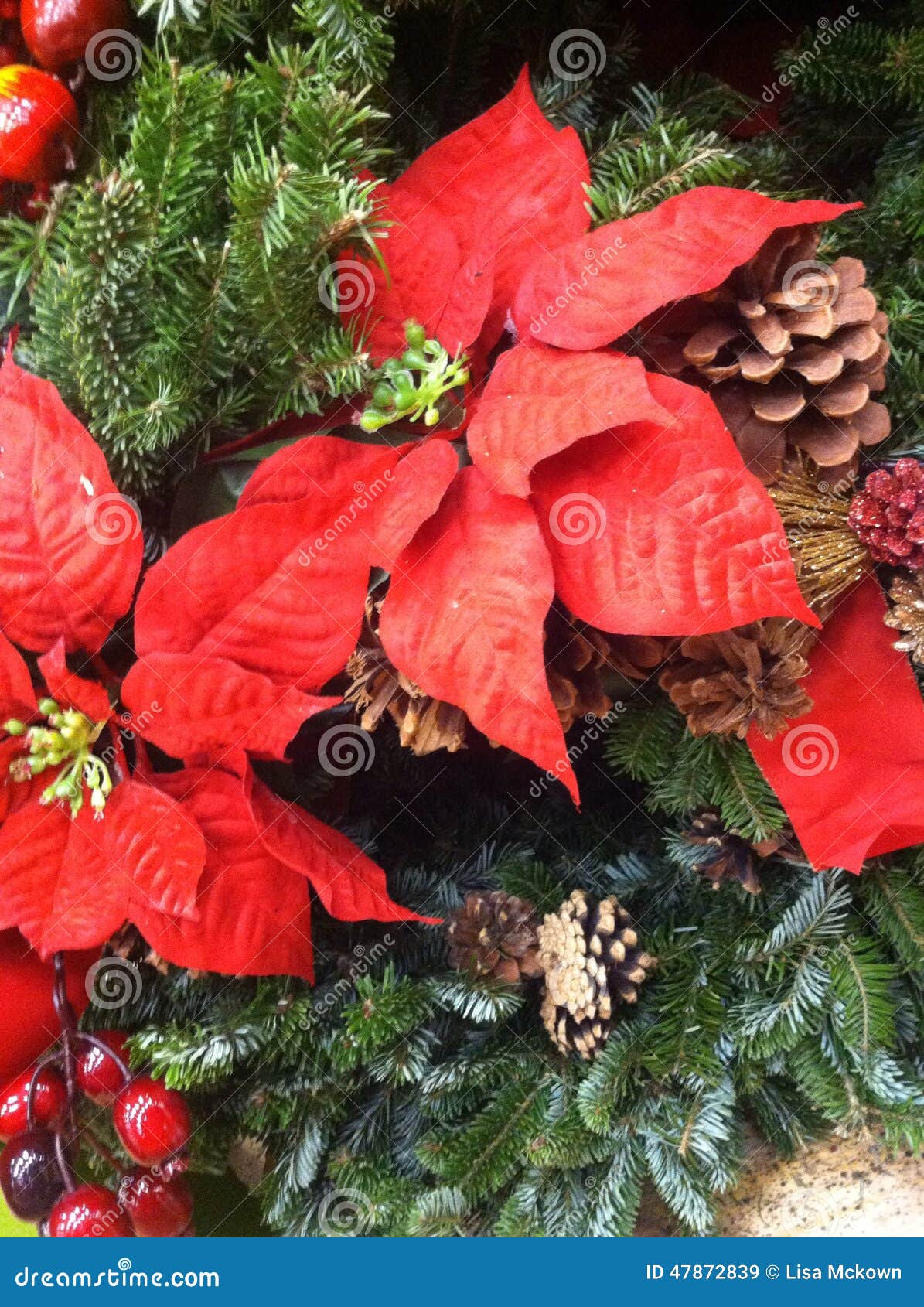 Poinsettiablumenbetriebshelle rote Farbeweihnachtsfeiertagsdekoration