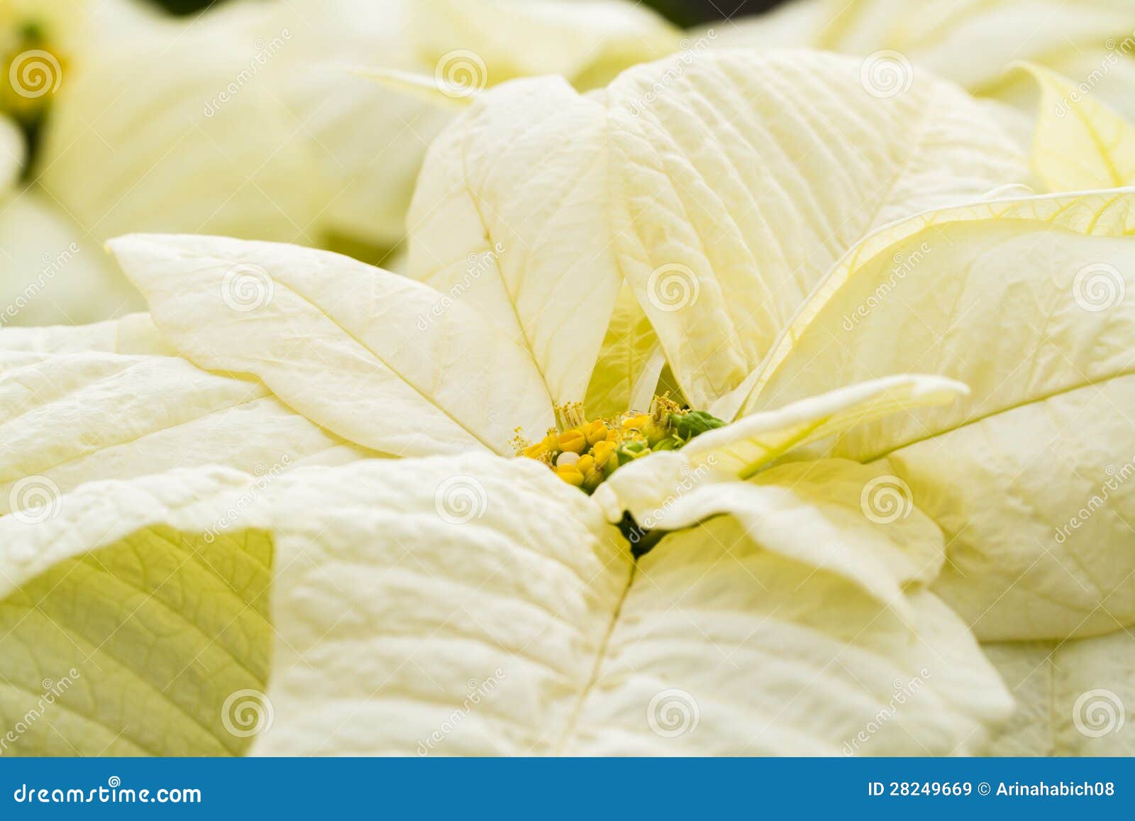 Poinsettias stock image. Image of yellow, plant, plantae 28249669