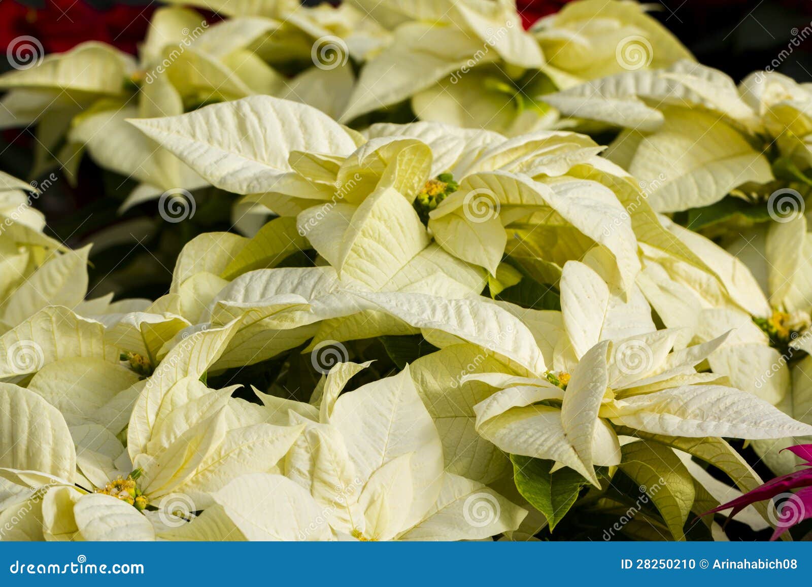 Poinsettias stock photo. Image of bright, poinsettia 28250210