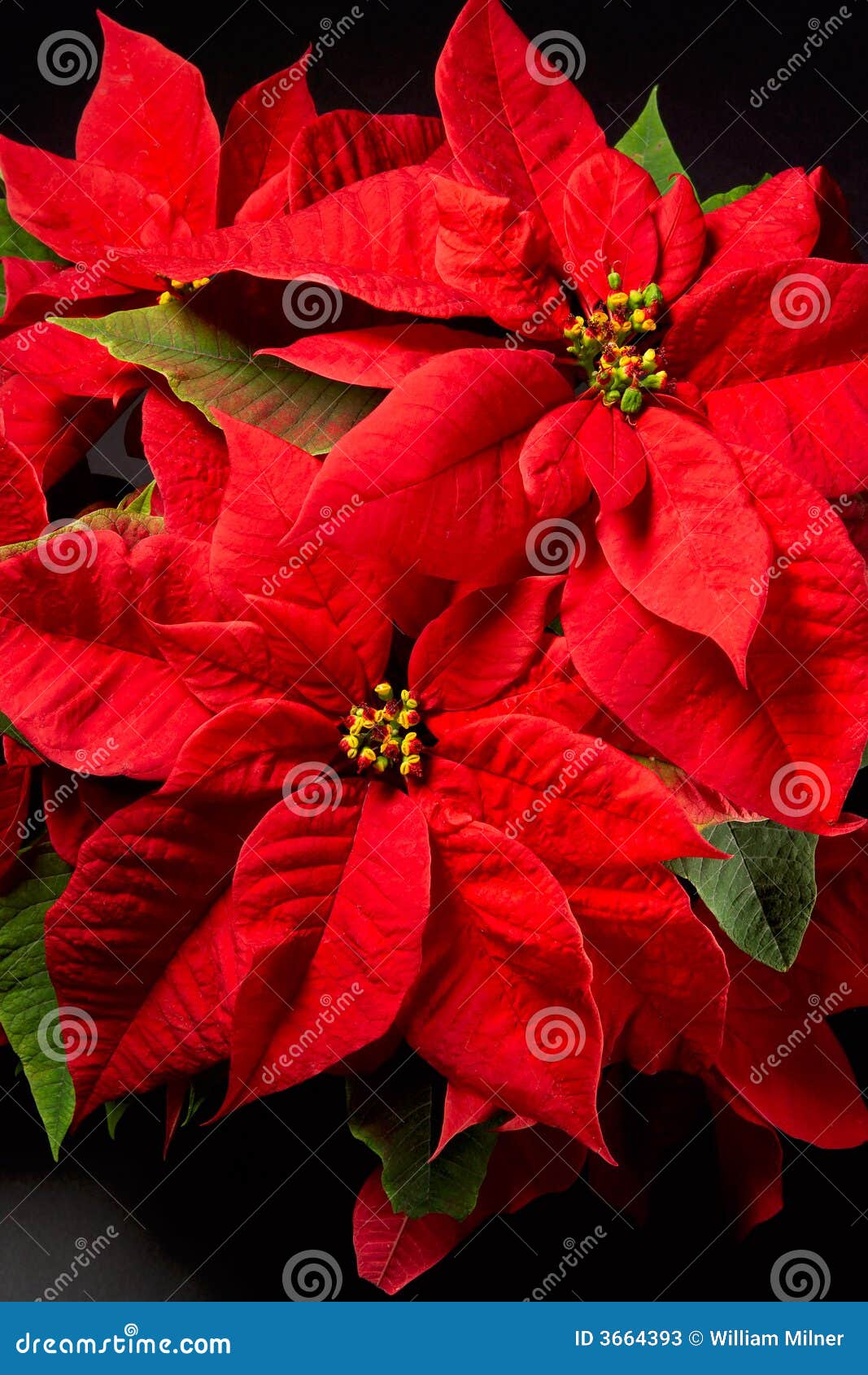 Poinsettias stock image. Image of bloom, celebrate, bright 3664393