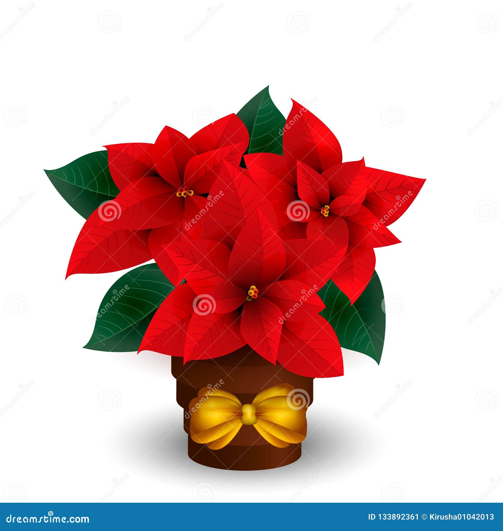 poinsettias for christmas  on white background.