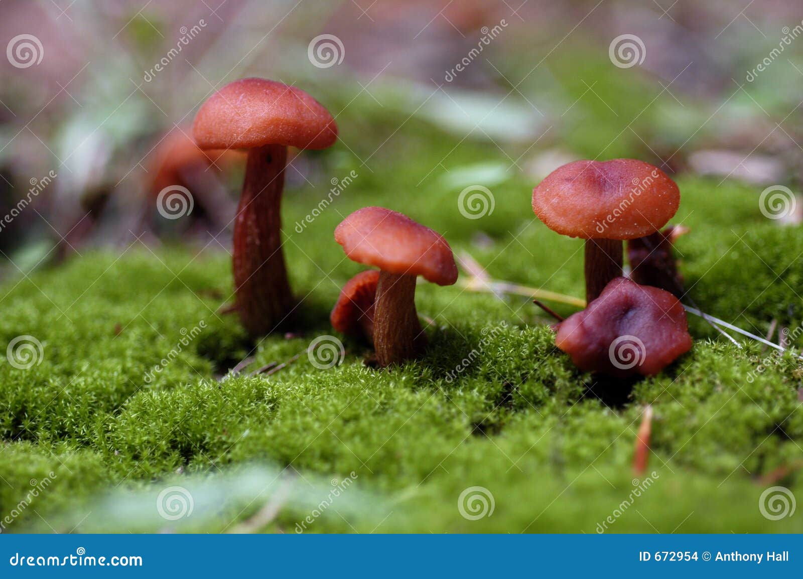 Point Reyes Boletus Mushrooms Stock Photo Image of forest, moist 672954