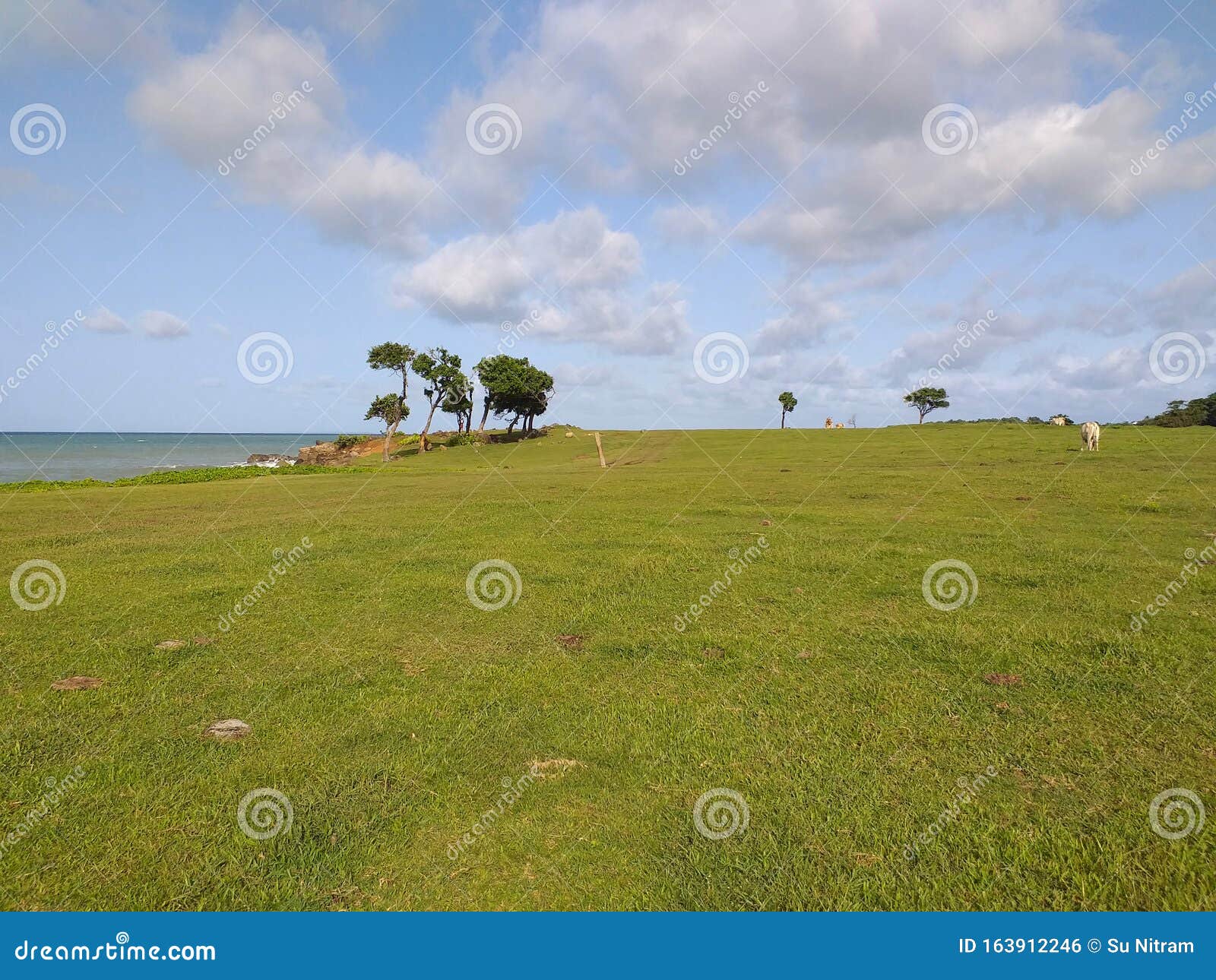 leaning trees in front of the sea in guadeloupe. pastures near the beach. french west indies.