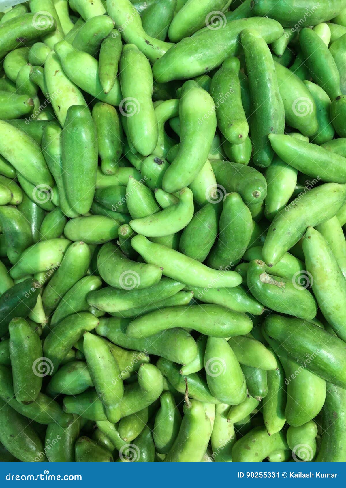 Pointed gourd, parwal stock image. Image of vibrant, vegetablepointed