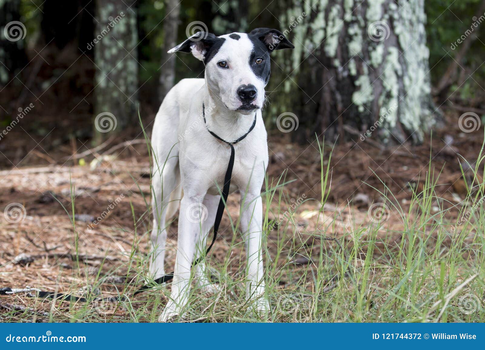 Pointer Bulldog Mixed Breed Mutt Dog Pet Adoption Photo Stock Photo Image Of Chihuahua Adoption 121744372