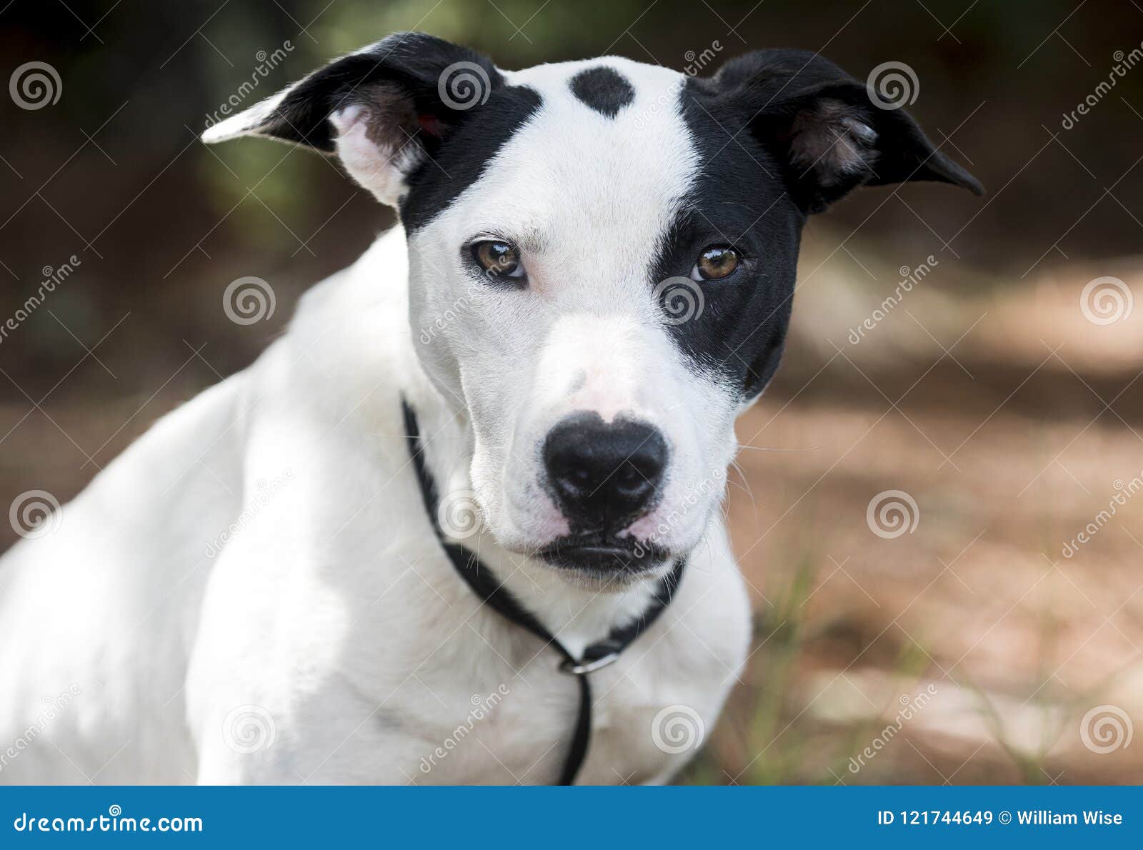 Pointer Bulldog Mixed Breed Mutt Dog Pet Adoption Photo Stock Image Image Of Rescue Leash 121744649