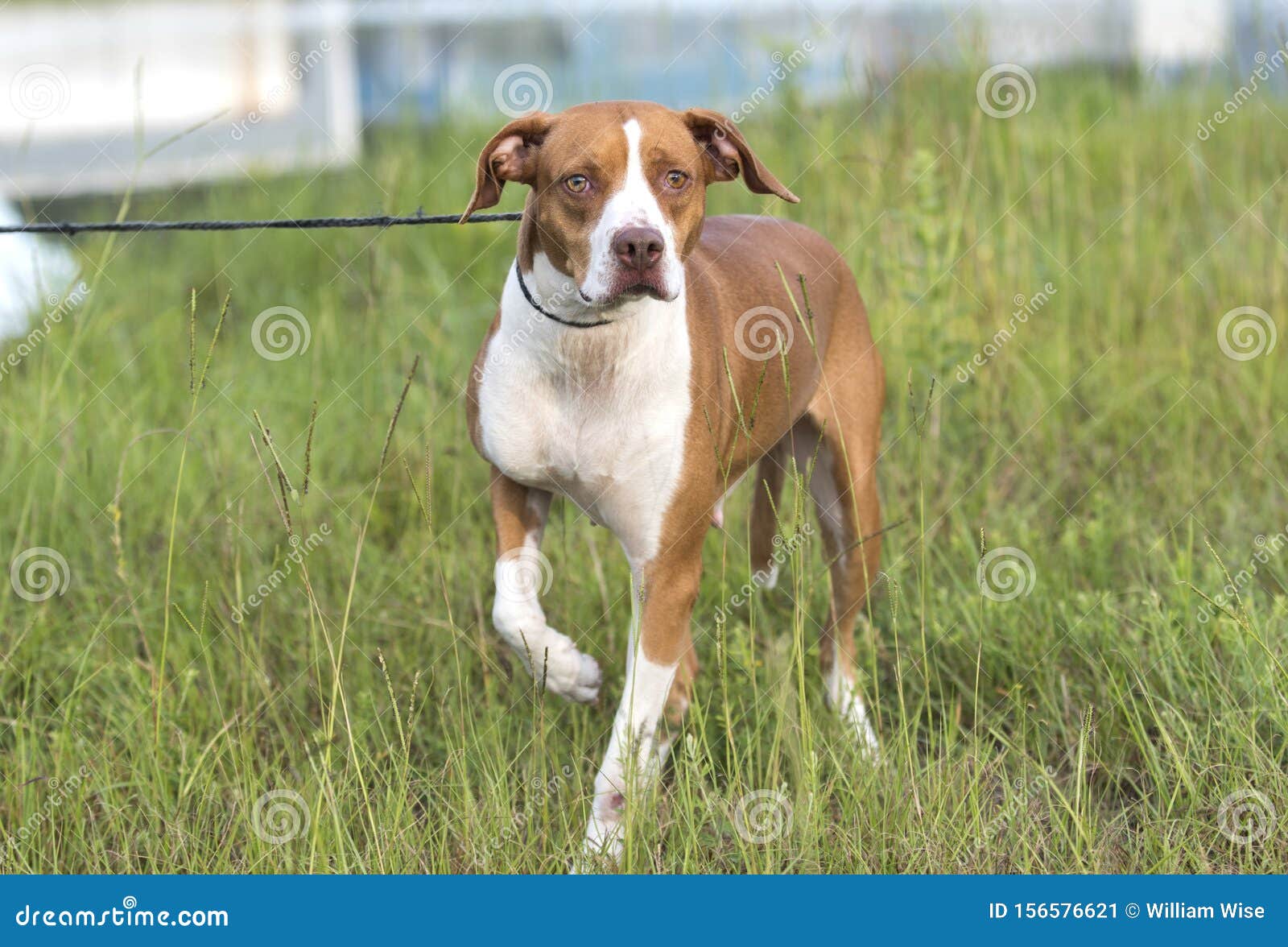 Pointer Mixed Breed Dog Outside On Leash Stock Image Image Of Pointer Duck 156576621