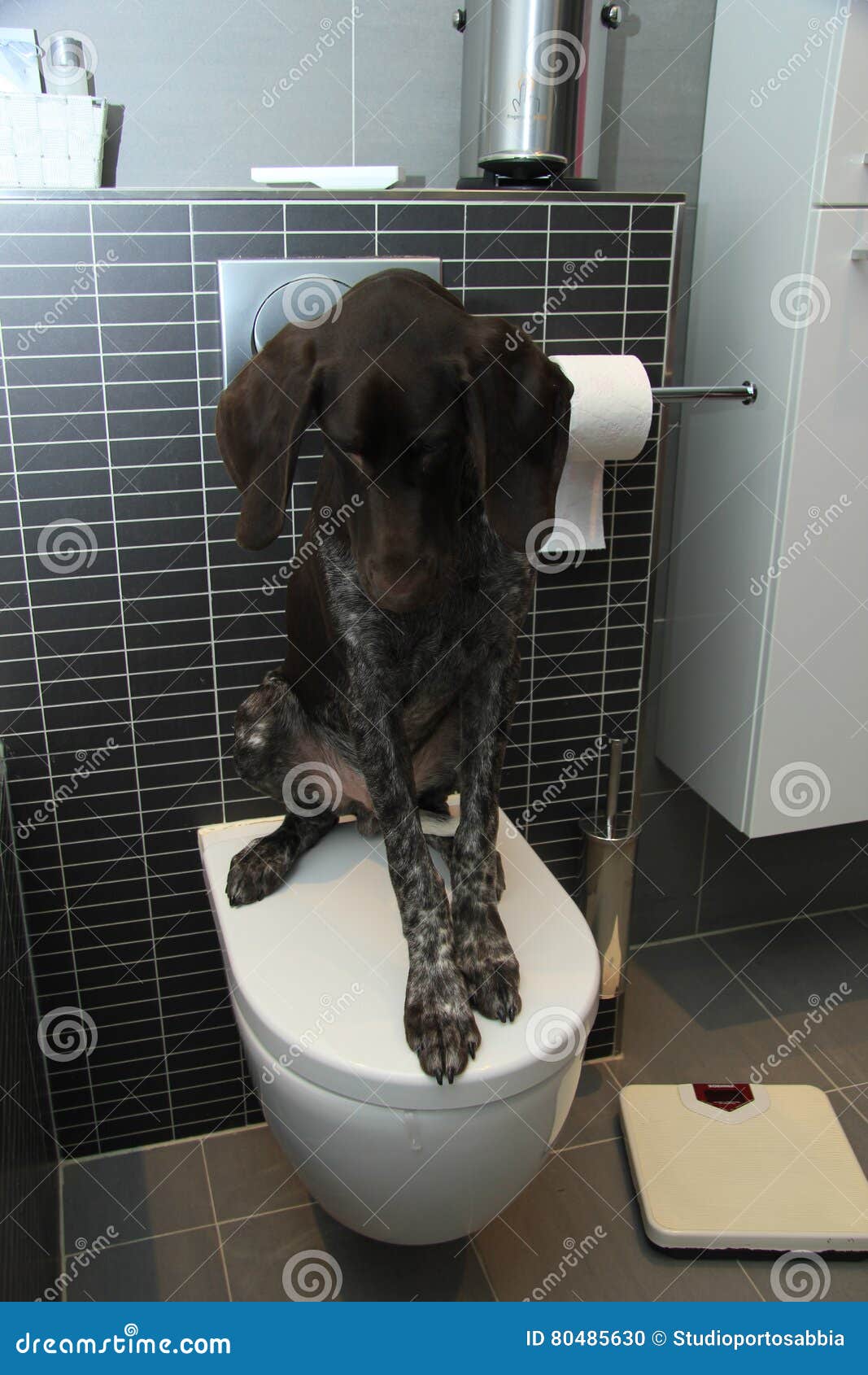 Pointer potty training stock photo. Image of hygiene 80485630