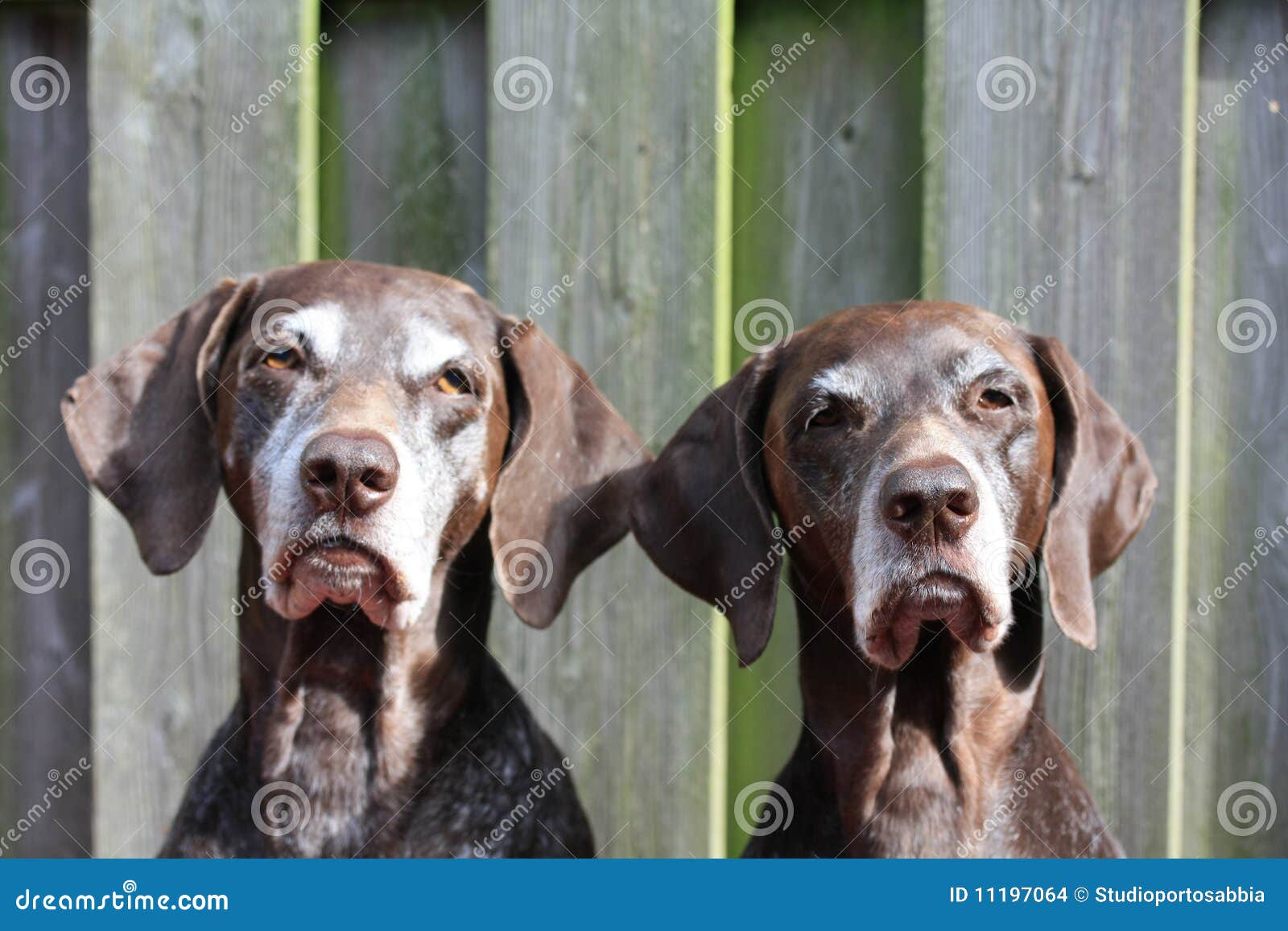 Nice-Looking Pointer Sisters