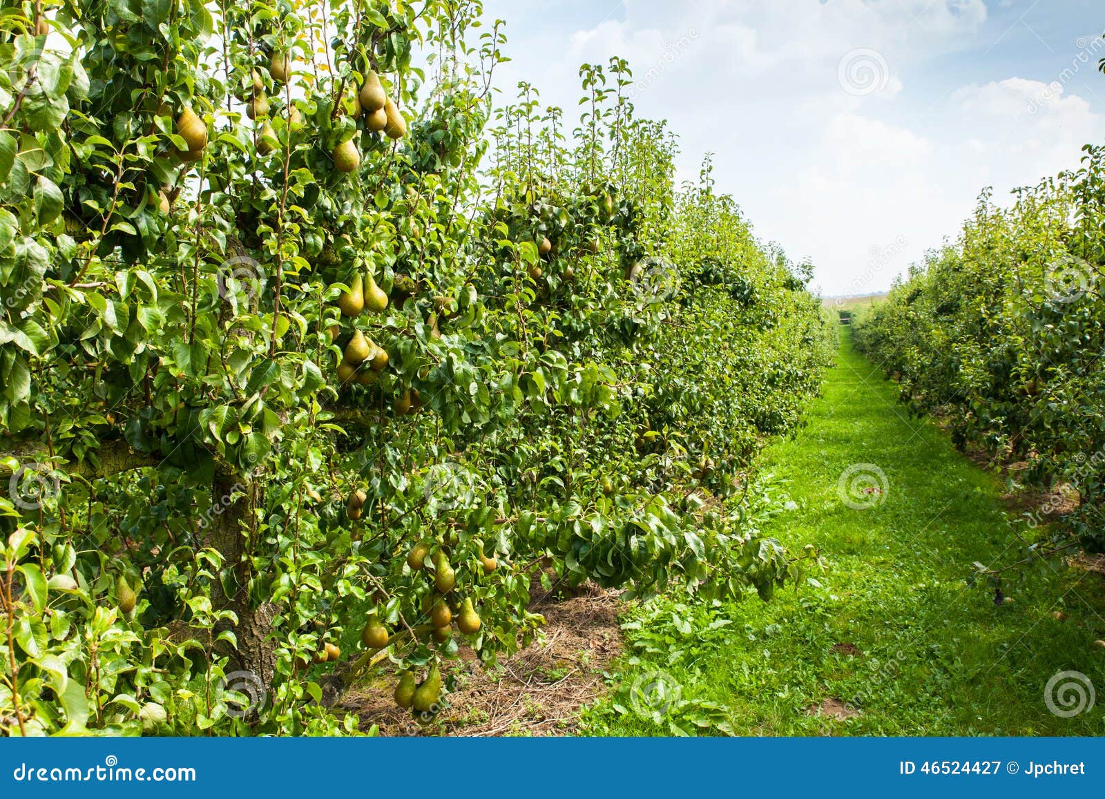 Poiriers Chargés Avec Le Fruit Dans Un Verger Image stock Image du