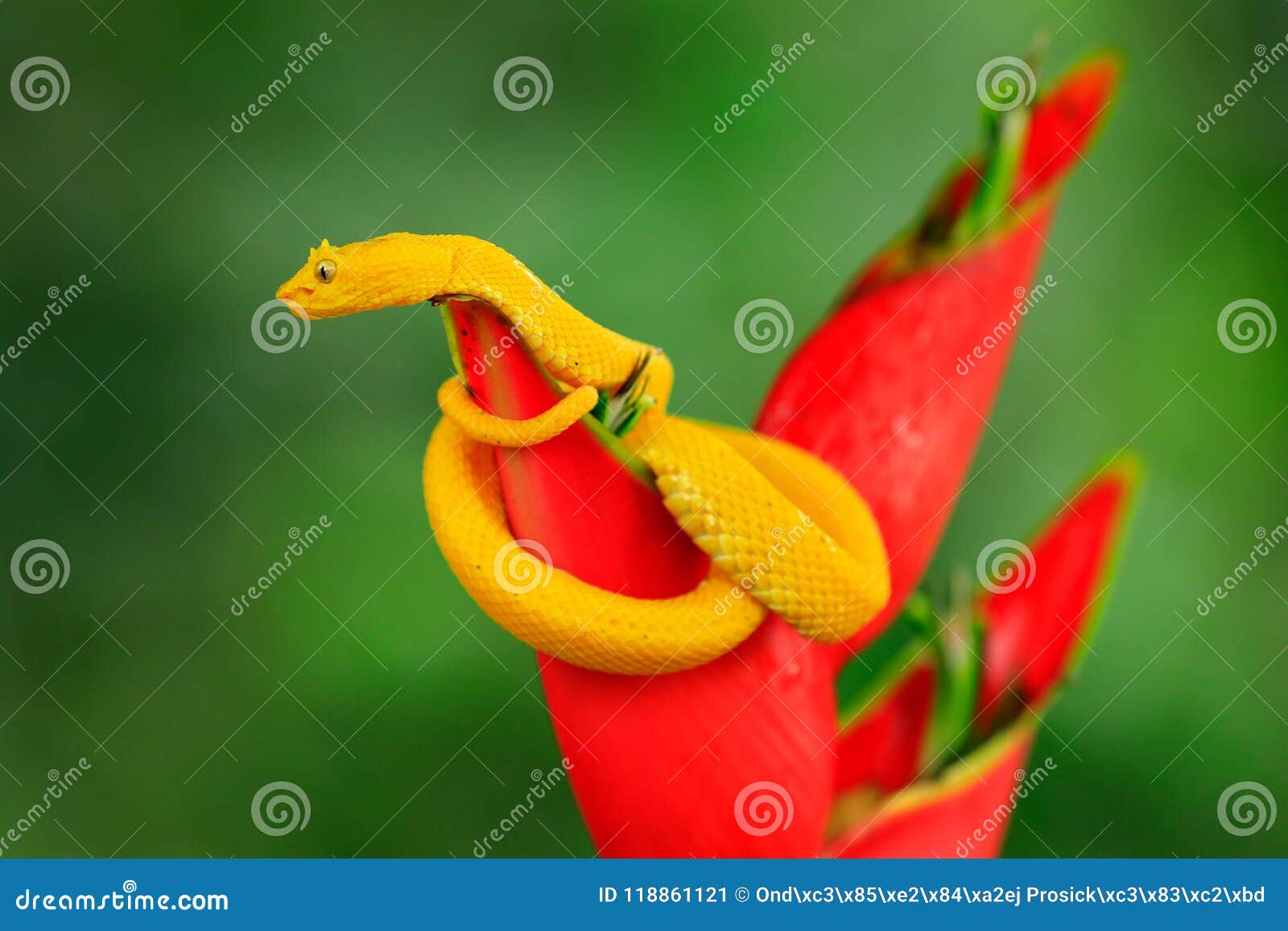 red eyelash viper snake