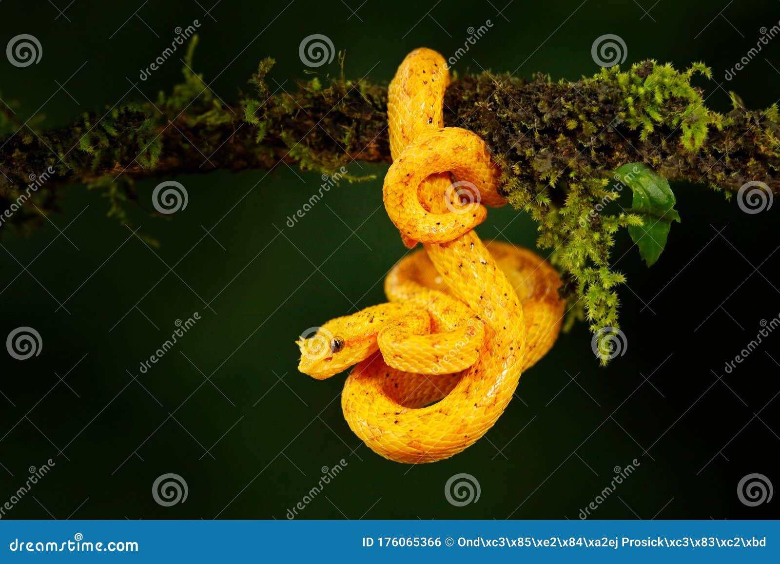 red eyelash viper snake