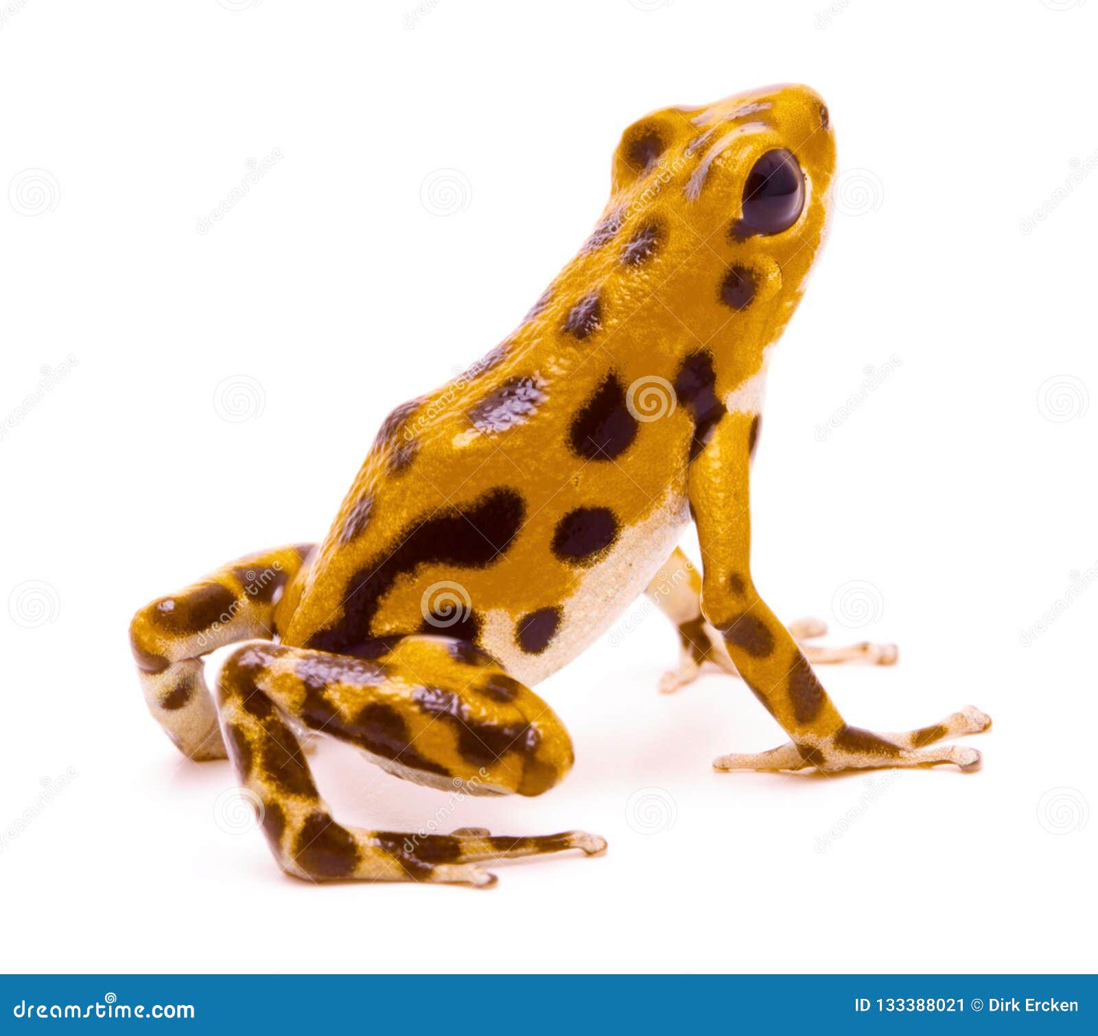 poison dart or arrow frog from the island bastimentos