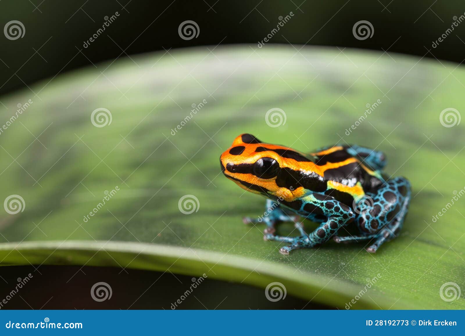 Poison dart frog stock image. Image of colors, rain, ventrimaculatus