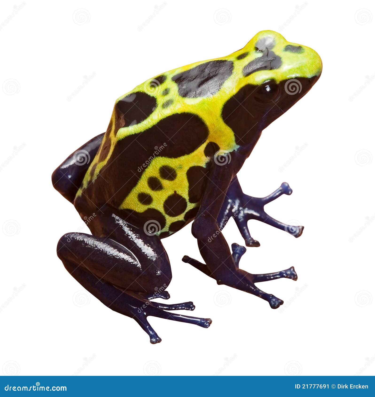 Poison Dart Frog Isolated Amphibian Stock Image - Image of blue, rain