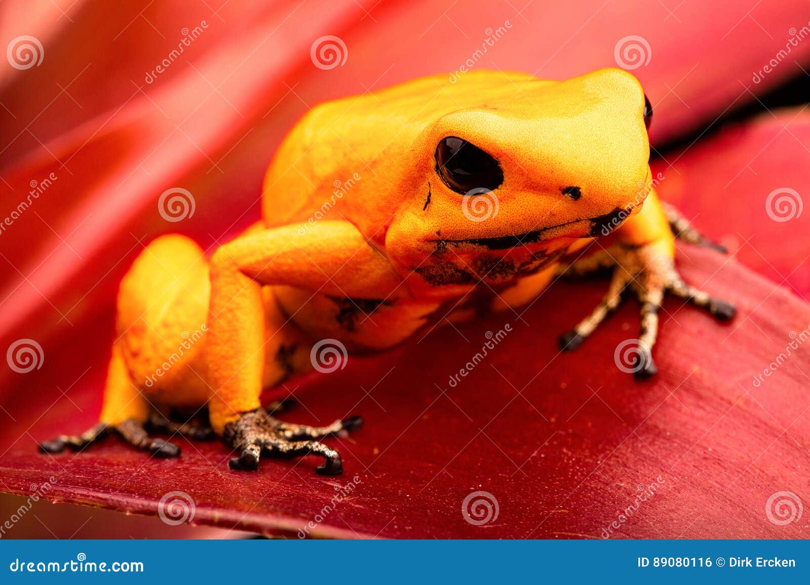 Amazon Poison Dart Frogs