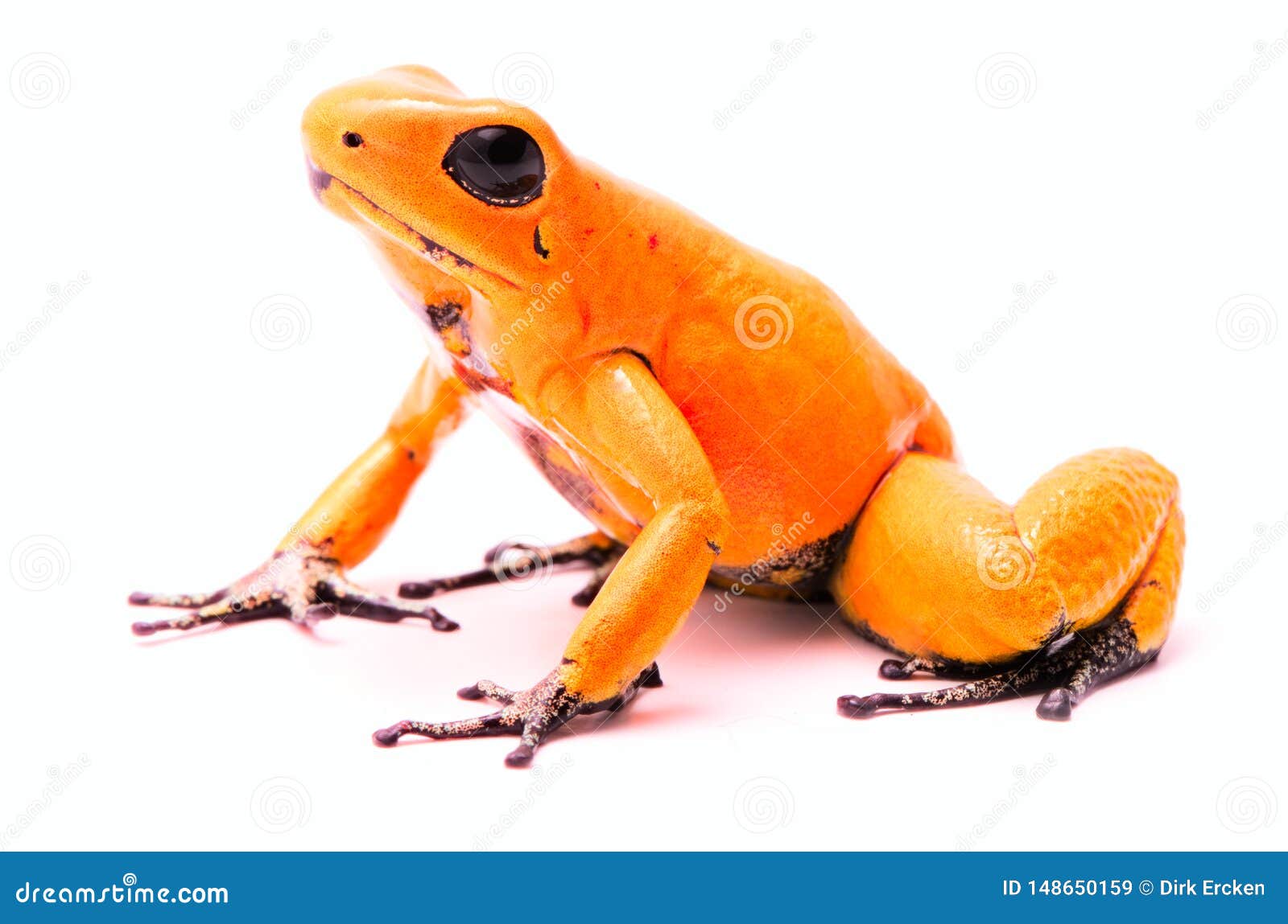 Poison Dart Frog, Phyllobates Terribilis Orange. Most Poisonous Animal  Stock Image - Image of species, vivid: 148650159