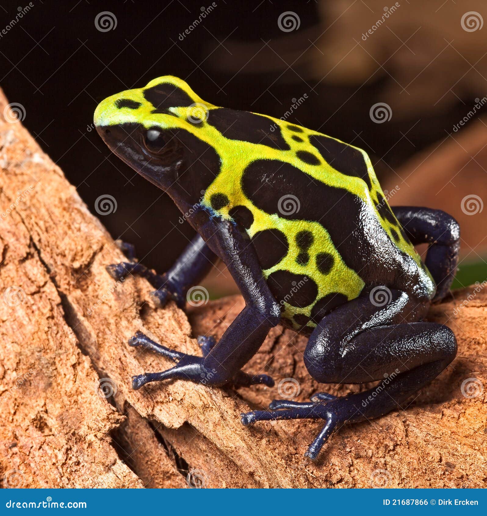 poison dart frog poisonous animal