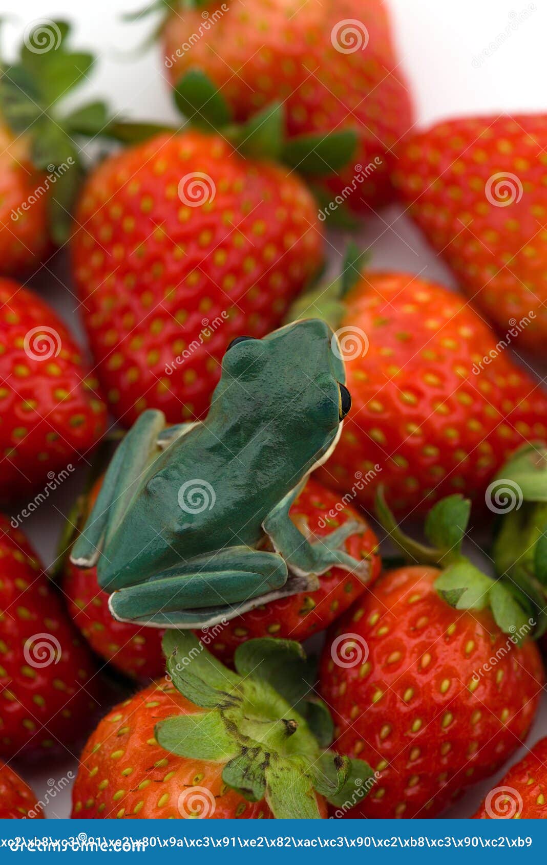 The Poison Dart Frog Sits on the Berries Stock Photo Image of green