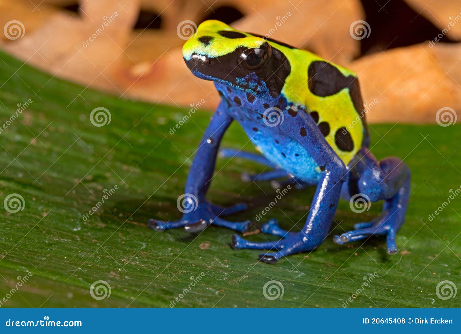 poison dart frog vivid colors amphibian
