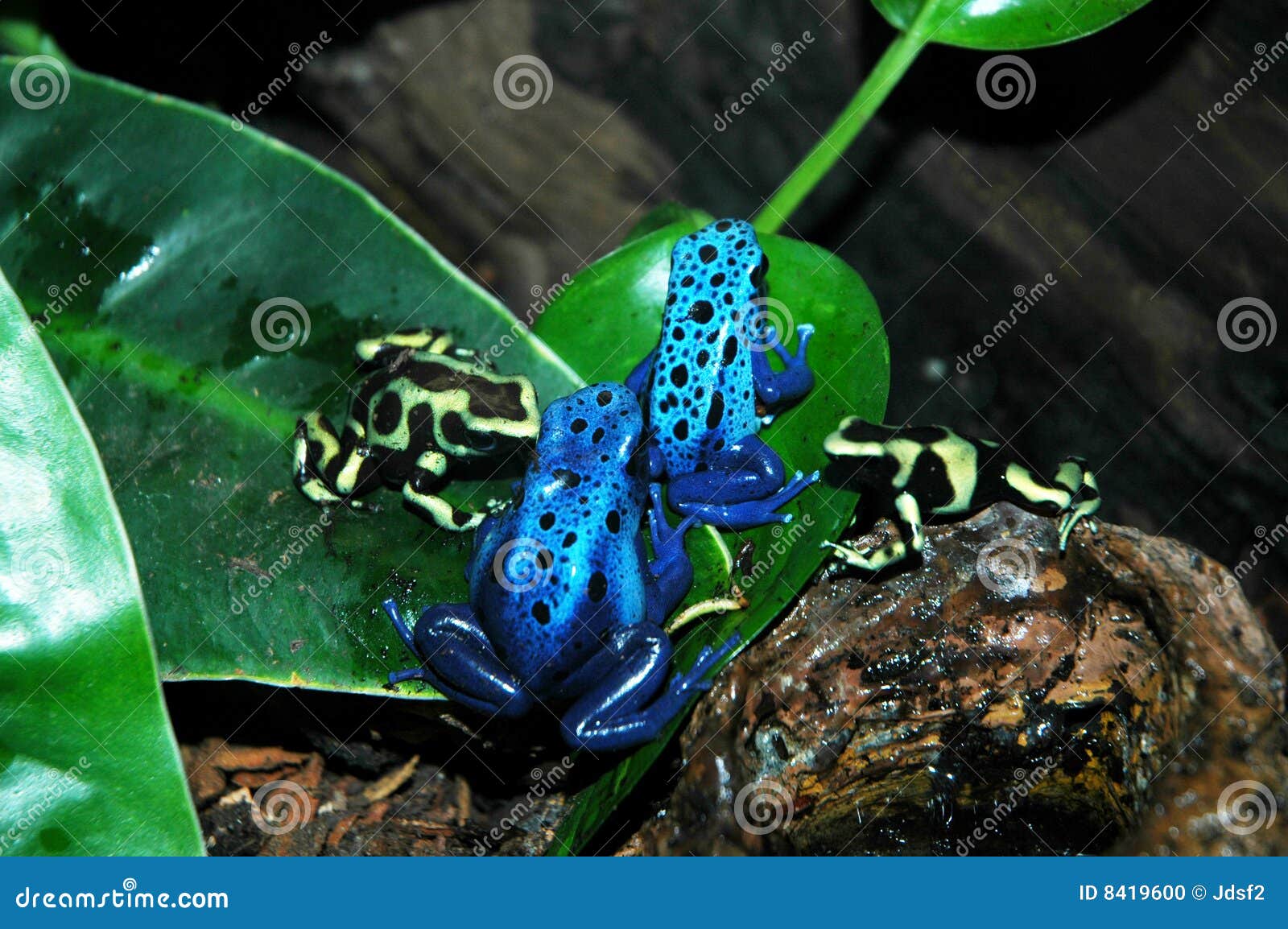 Poison Dart Frogs stock photo. Image of amphibian, poison 8419600