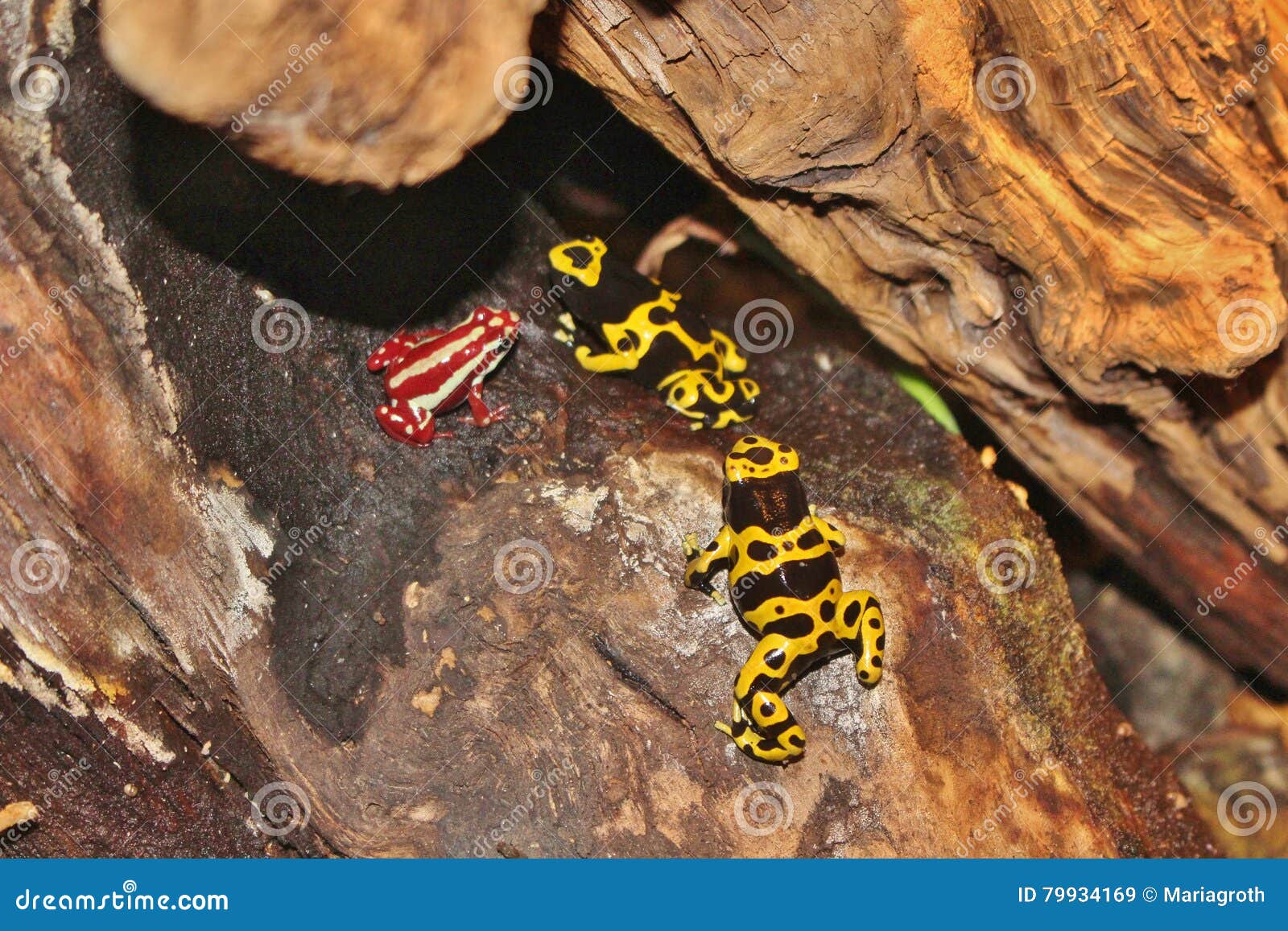 Poison dart frogs editorial stock image. Image of mandarin - 79934169