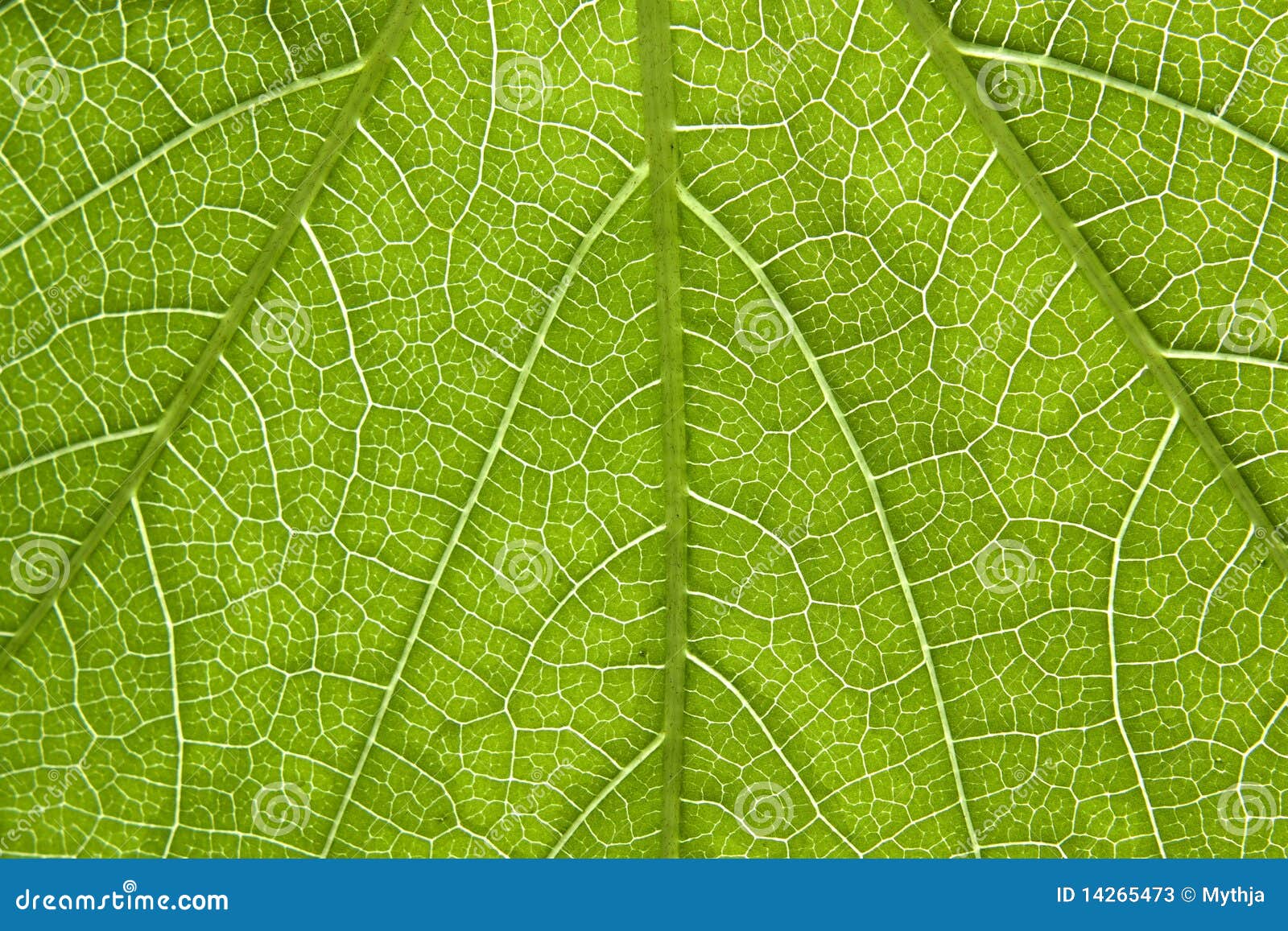 64,576 Ivy Leaf Stock Photos - Free & Royalty-Free Stock Photos from  Dreamstime