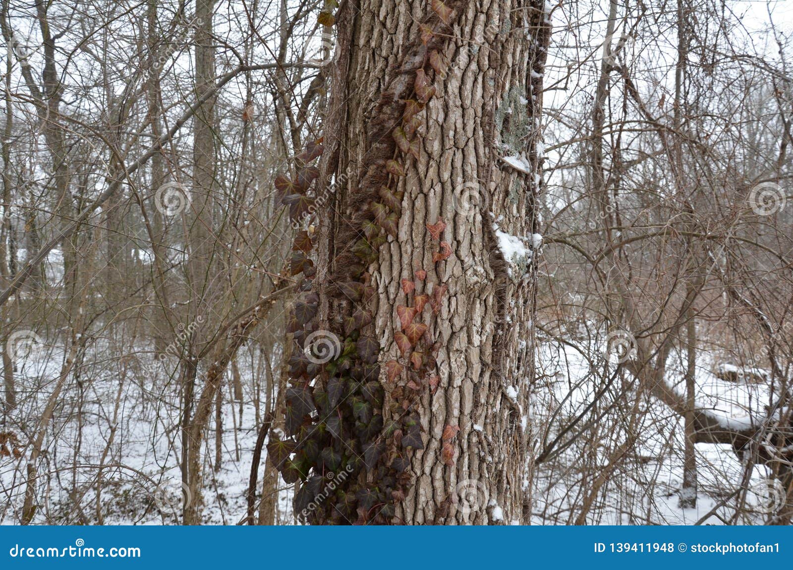 Poison Ivy on Tree Trunk with Snow in Winter Stock Photo Image of