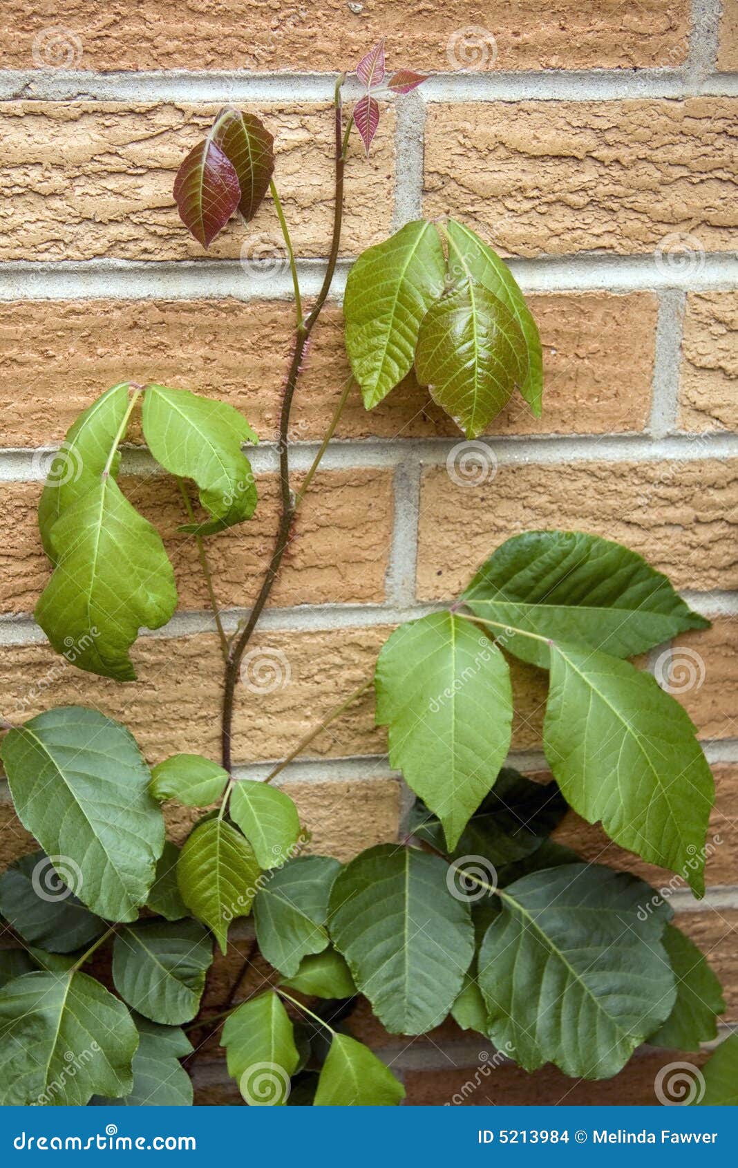 Poison Ivy Vine stock photo. Image of poison, growth, itching - 5213984