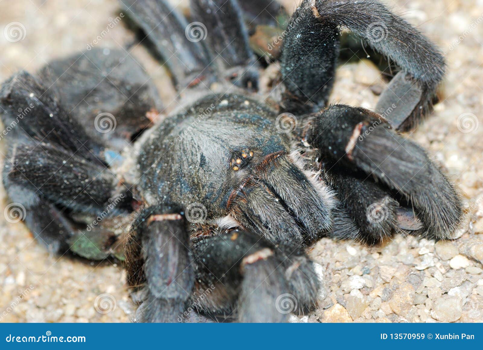 Poison Spider Images – Browse 39 Stock Photos, Vectors, and Video