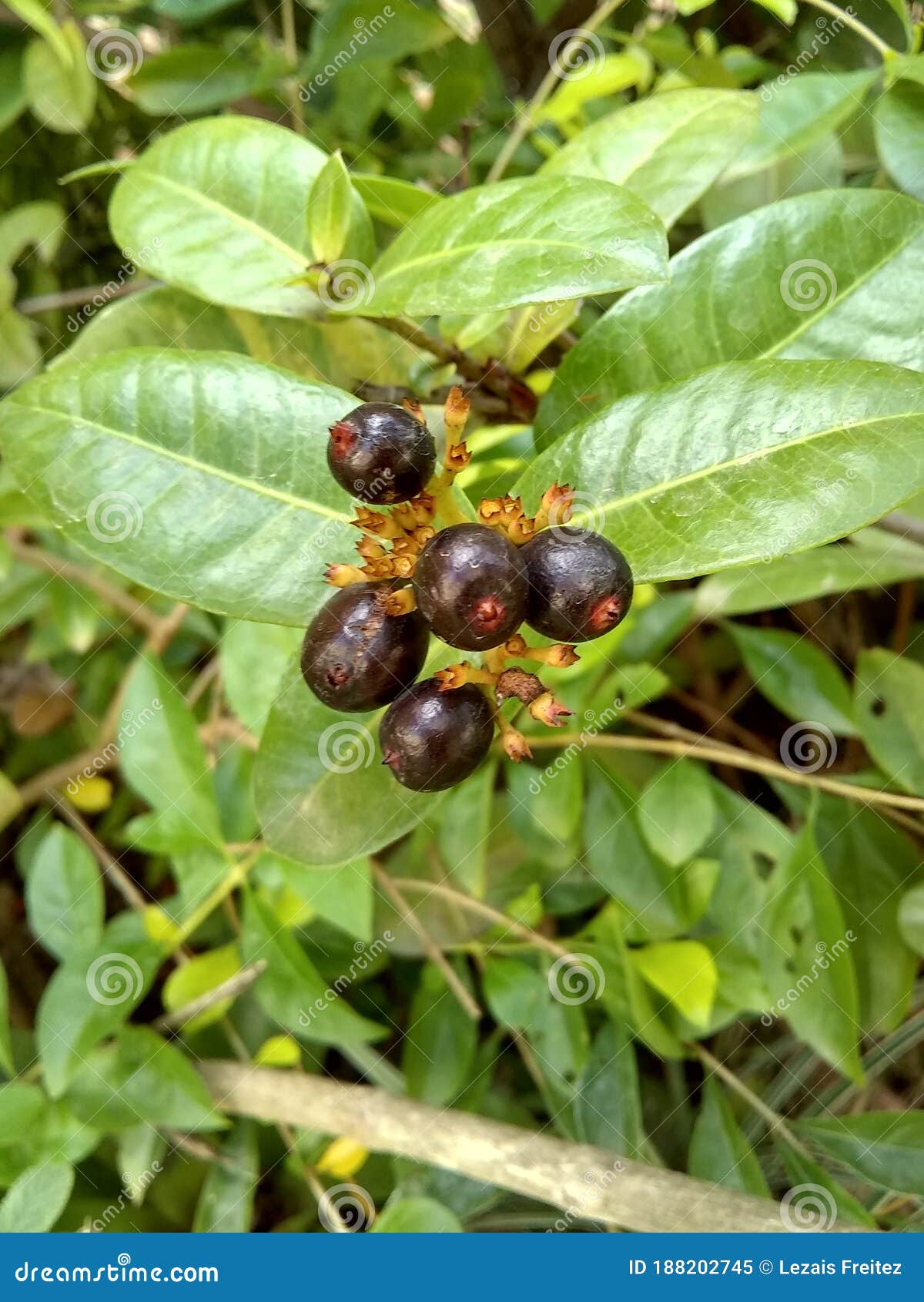 poisonous berries - bayas venenosas