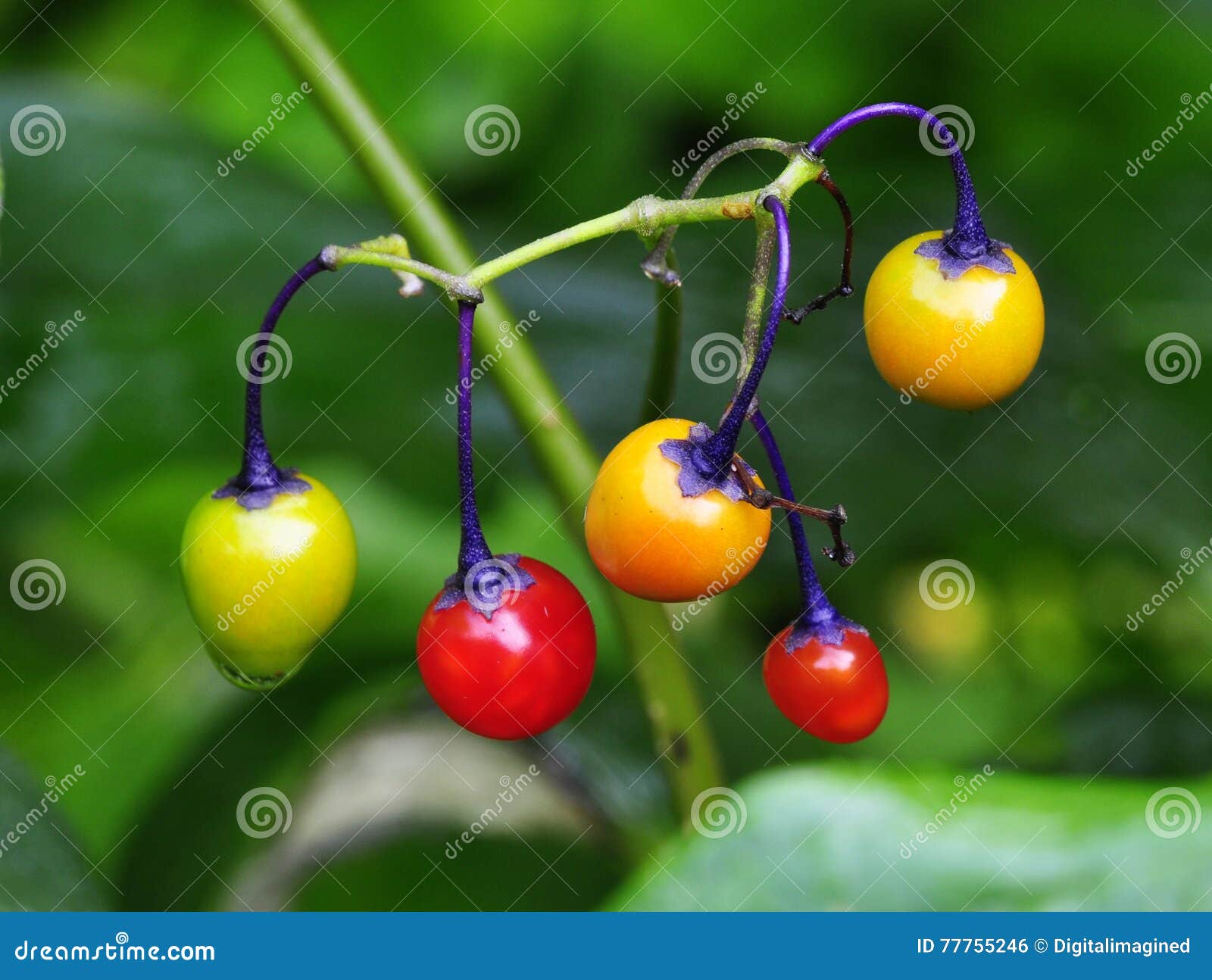 Poisonous berries stock photo. Image of condensation 77755246