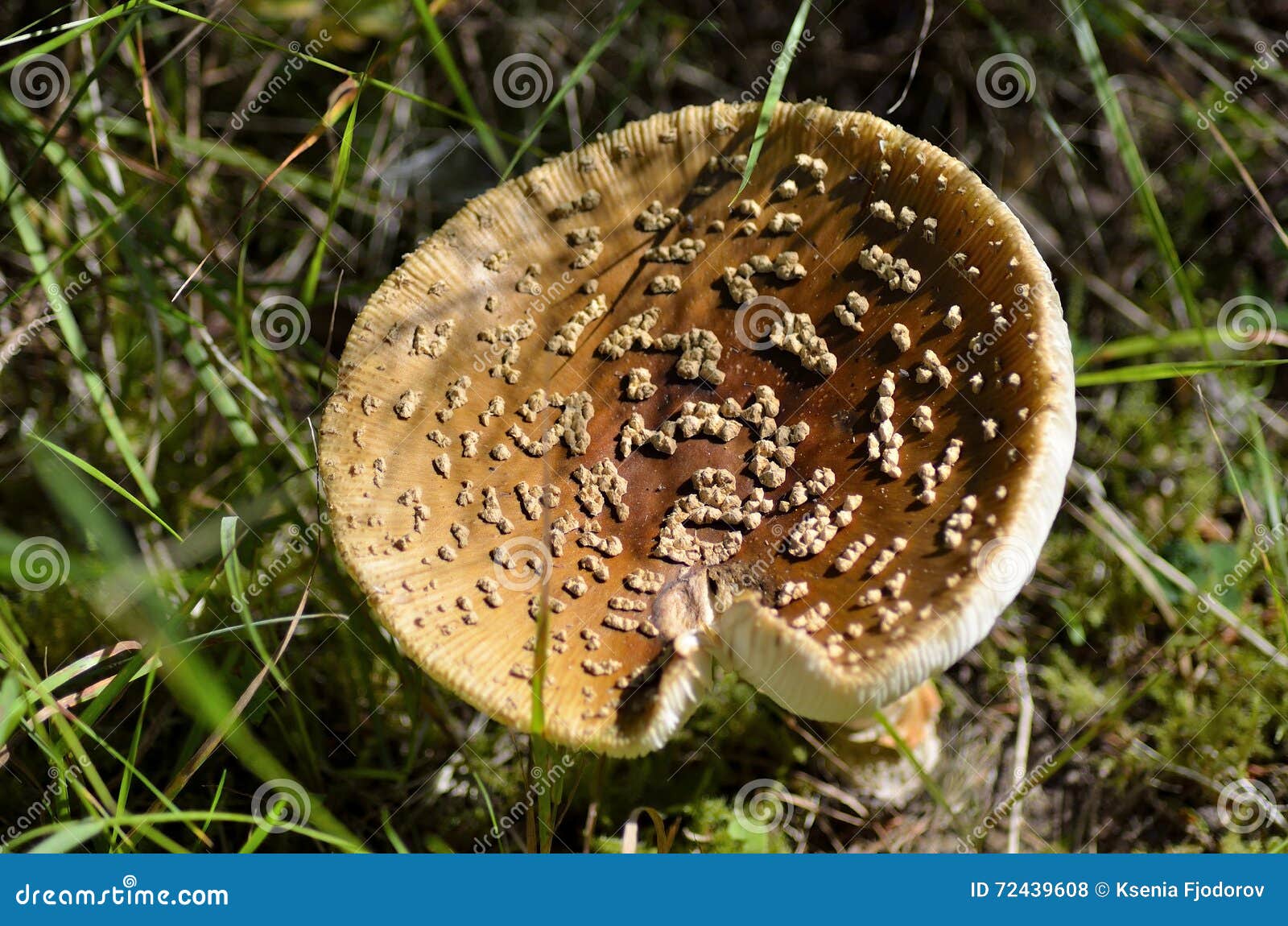 Poisonous brown mushroom. stock photo. Image of green 72439608