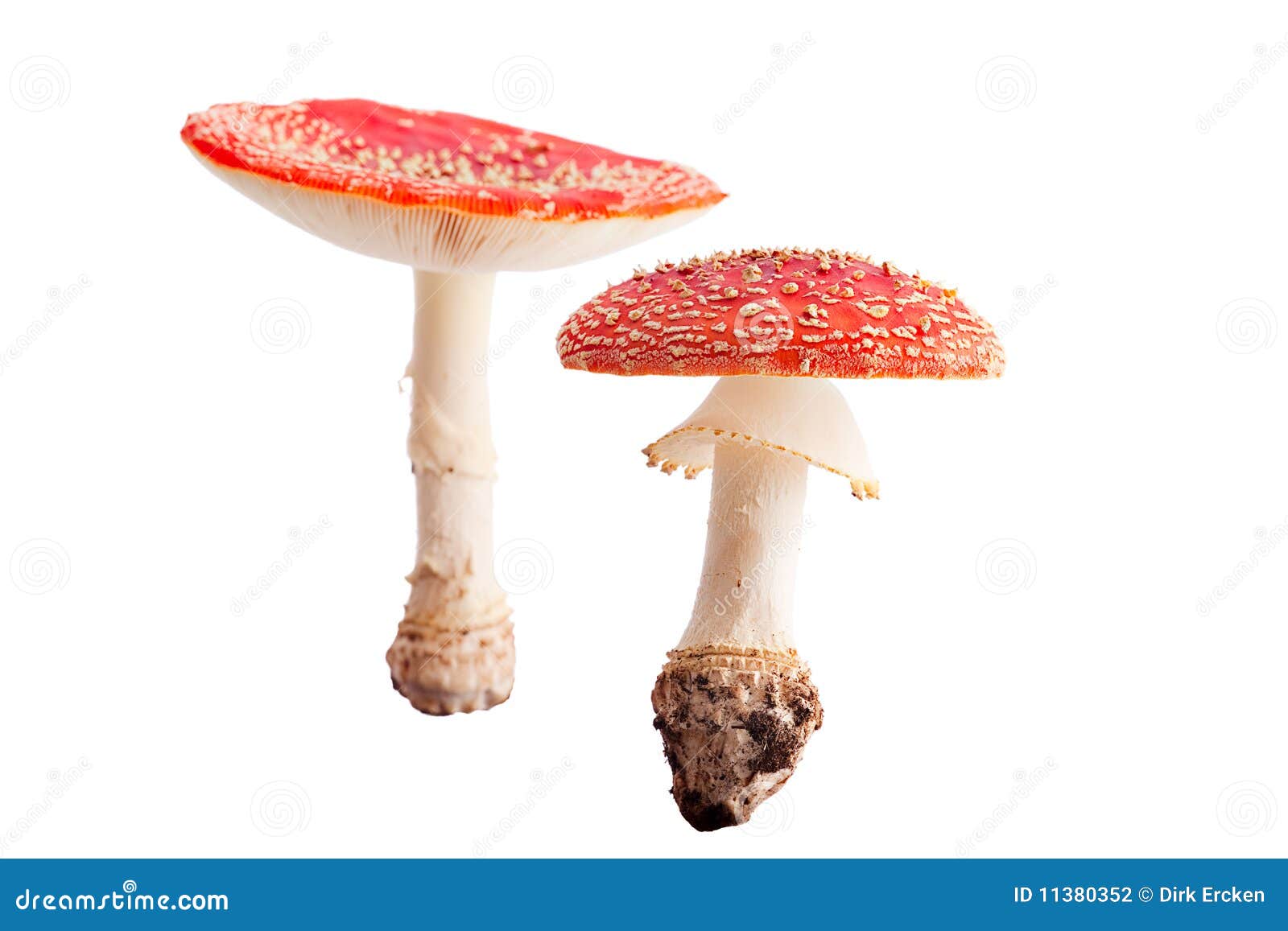 poisonous fly mushroom fall autumn fungus 