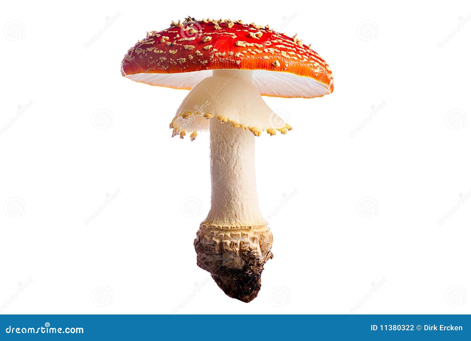 Naturally Colorful Mushrooms