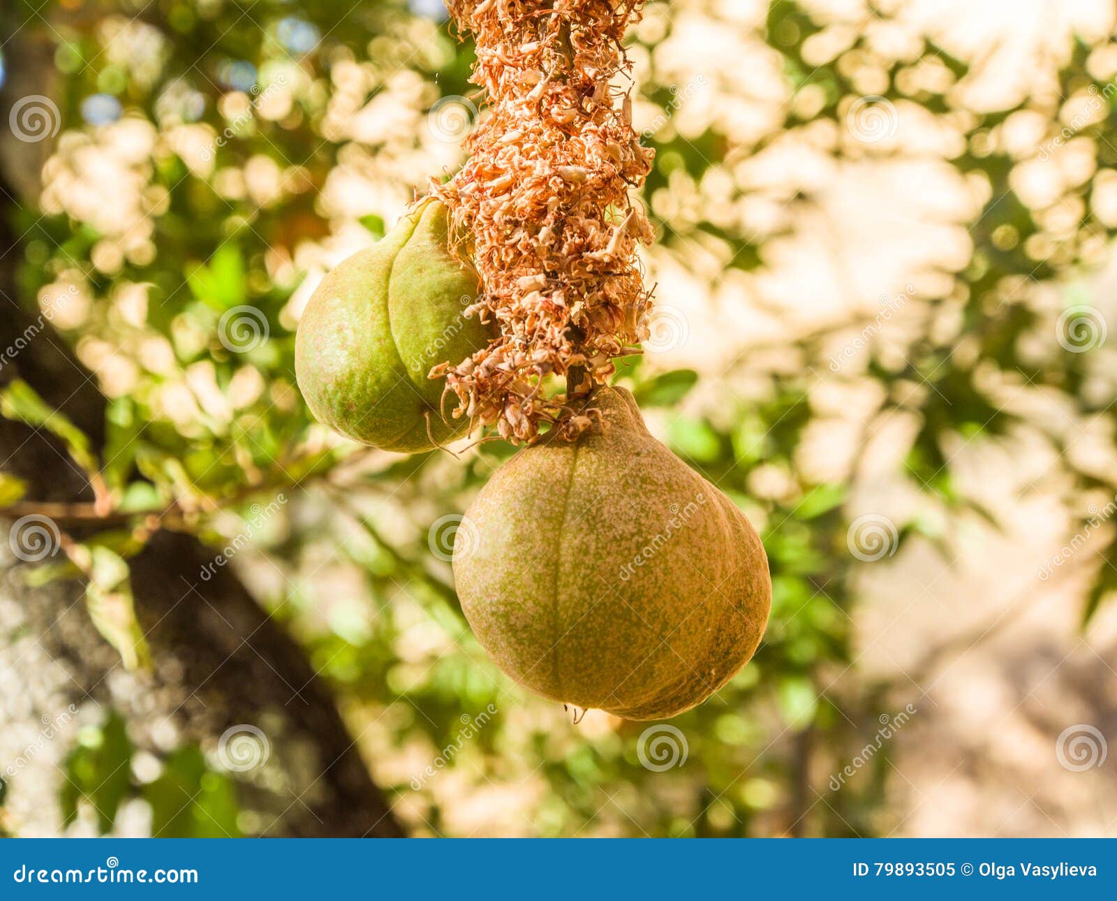 Poisonous Fruit Hanging on Tree Stock Image Image of fruit