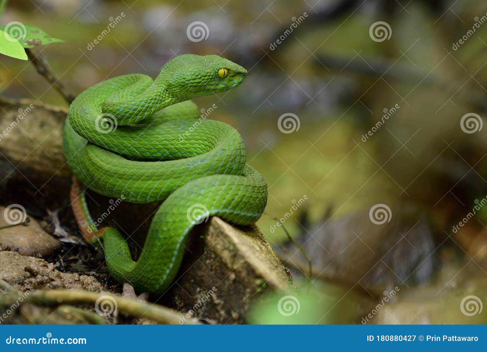 green tree python bite