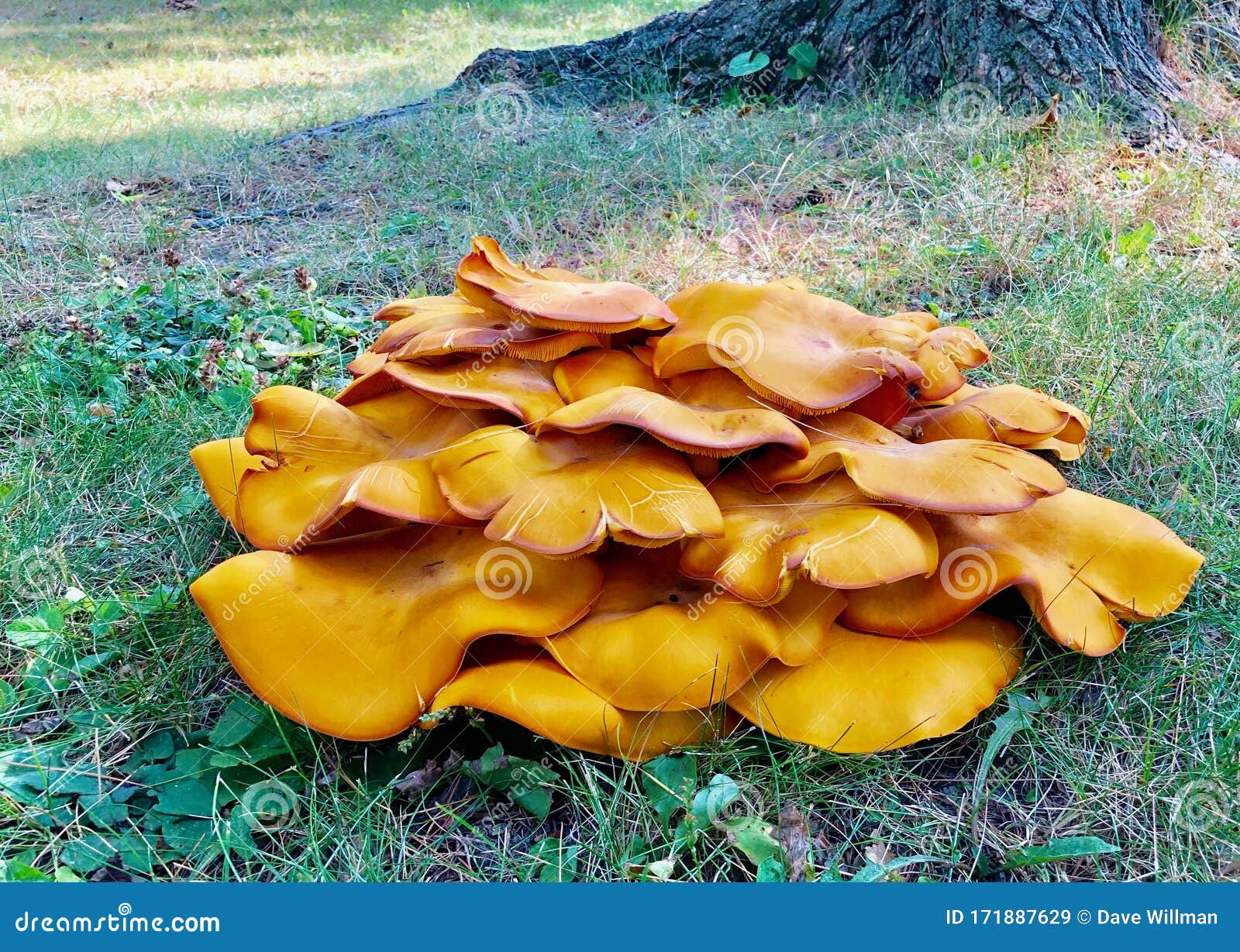jack o lantern mushroom poisonous jack o lantern mushroom poisonous