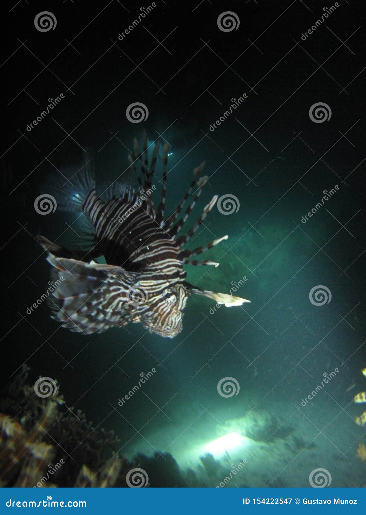 the poisonous lionfish during a night dive in yanbu, saudi arabia