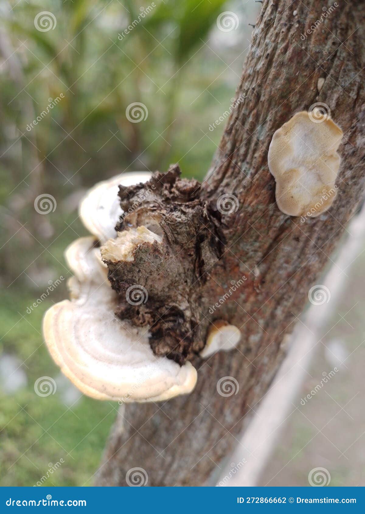 A Poisonous Mushroom that Thrives on Dry Trees Stock Photo Image of