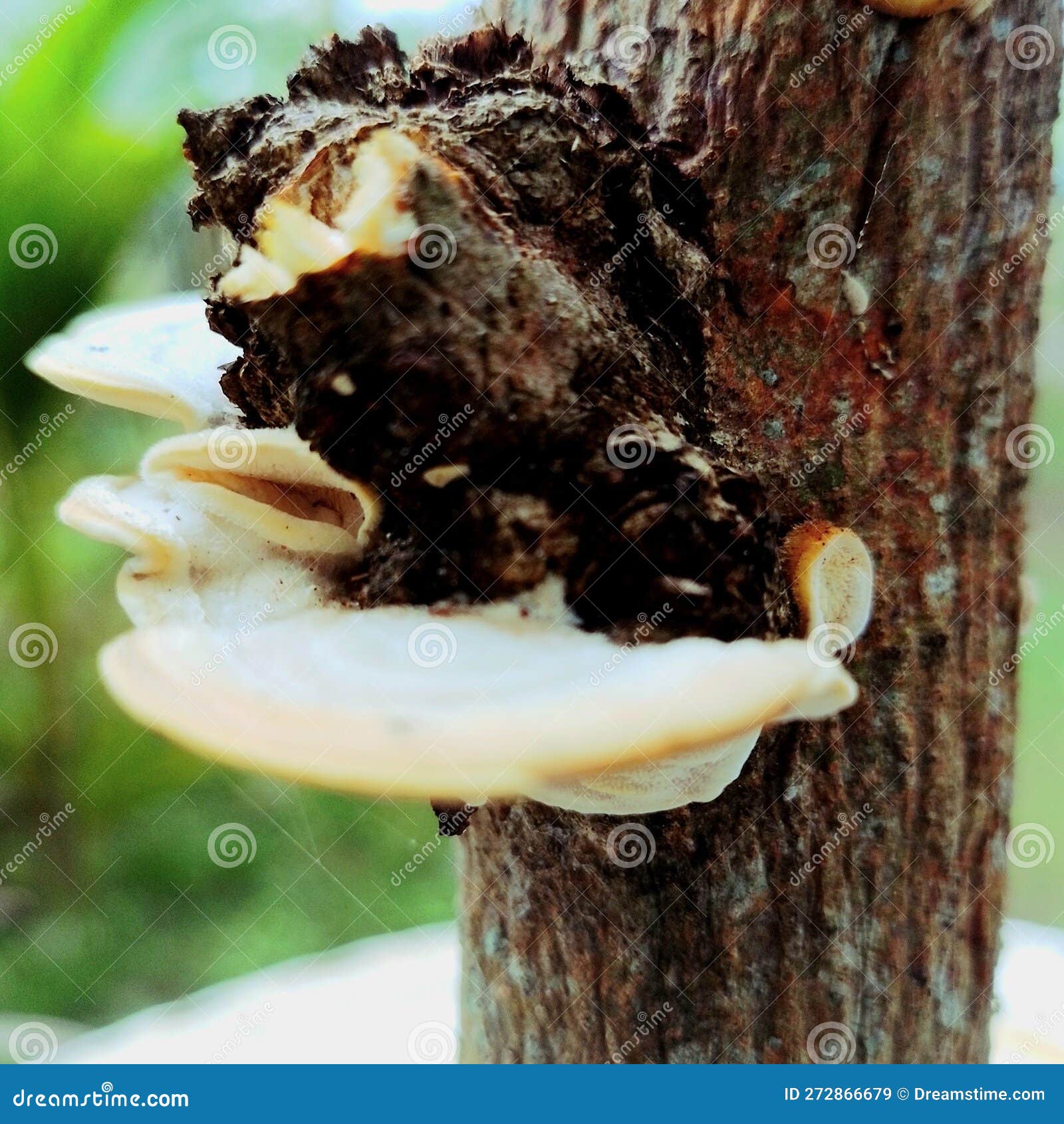 A Poisonous Mushroom that Thrives on Dry Trees Stock Image Image of