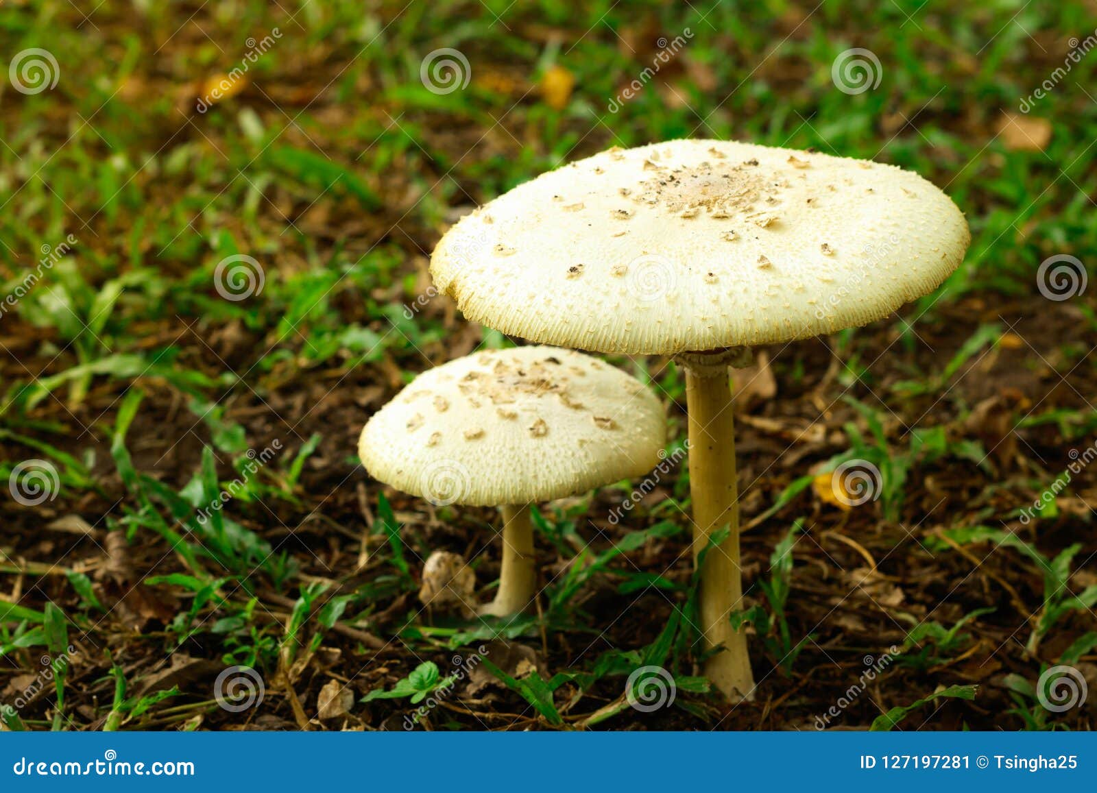 Poisonous Mushrooms Stock Image Image Of Meadows Growing 127197281