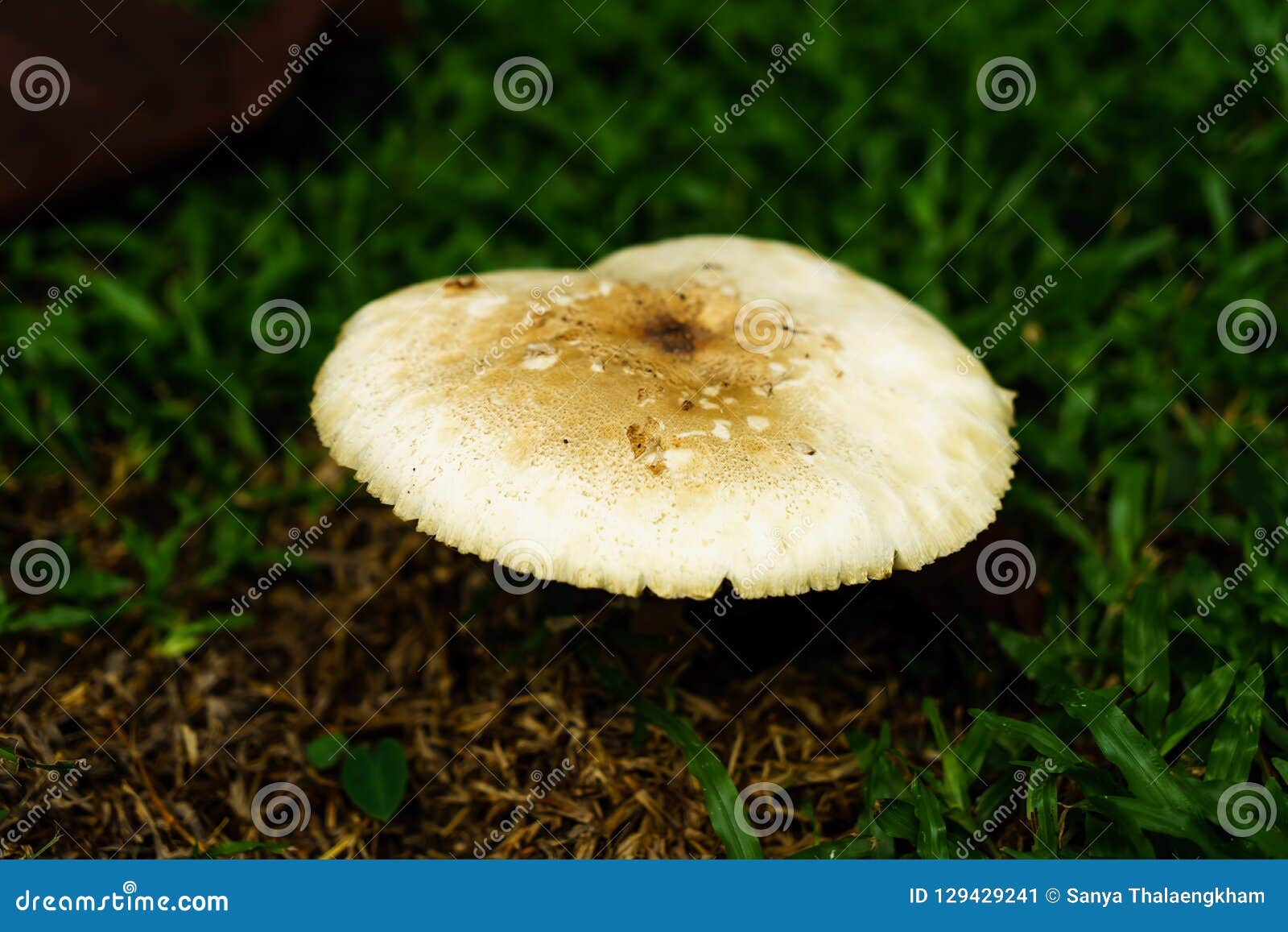 Poisonous Mushrooms Growing Under The Trees In The Garden Stock