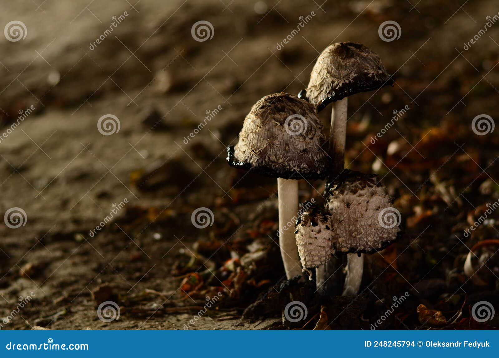 Poisonous Mushrooms Growing Under the Trees in the Garden Stock Photo
